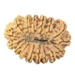 16 Mukhi Rudraksha 37.6mm 7.52gm - Rudraksha back