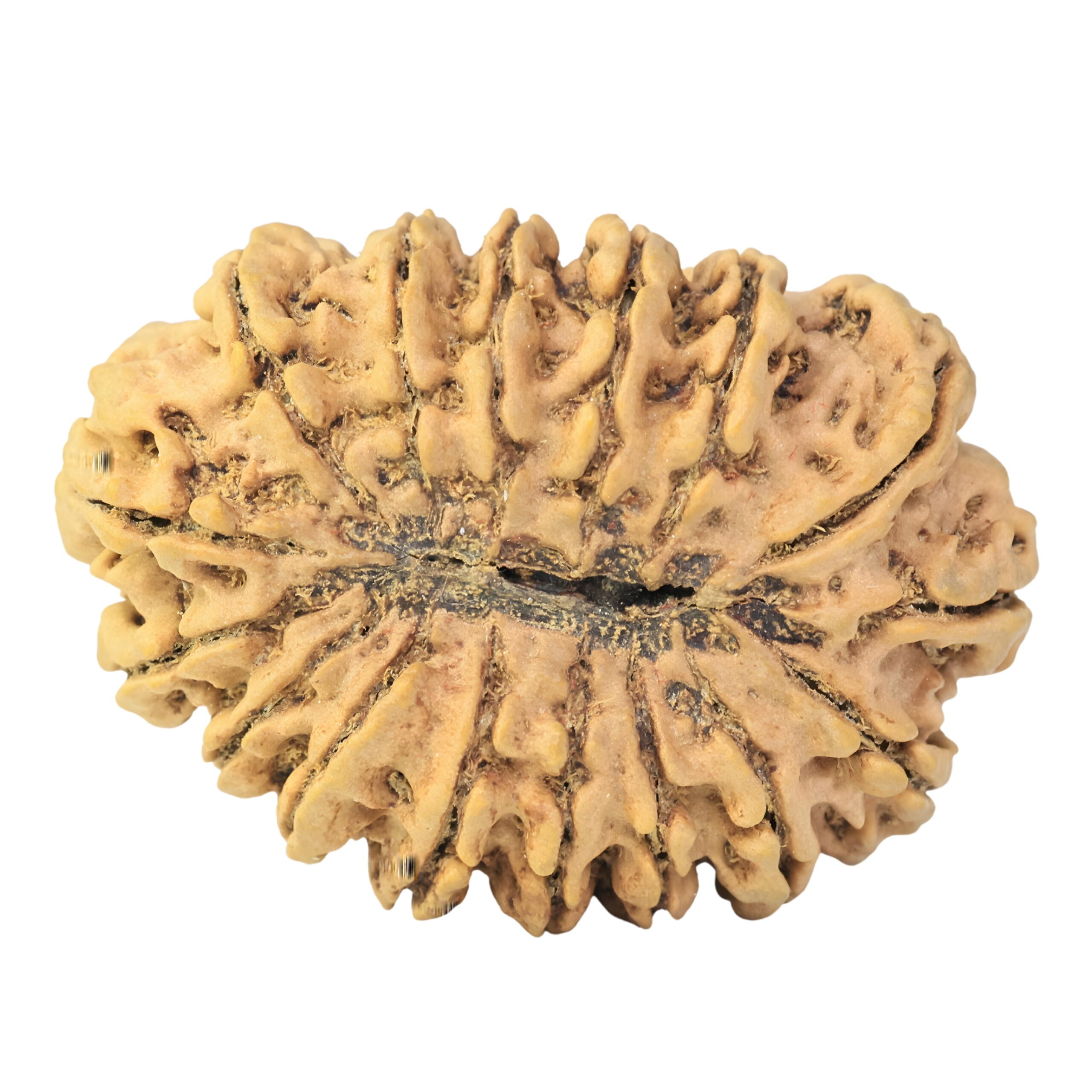 16 Mukhi Rudraksha 37.6mm 7.52gm - Rudraksha back