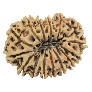 15 Mukhi Rudraksha 29.5mm 4gm - Rudraksha back