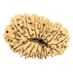 17 Mukhi Rudraksha 32.4mm 4.21gm - Rudraksha back