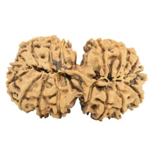 19 Mukhi Gaurishankar 36mm 5.69gm - Rudraksha back
