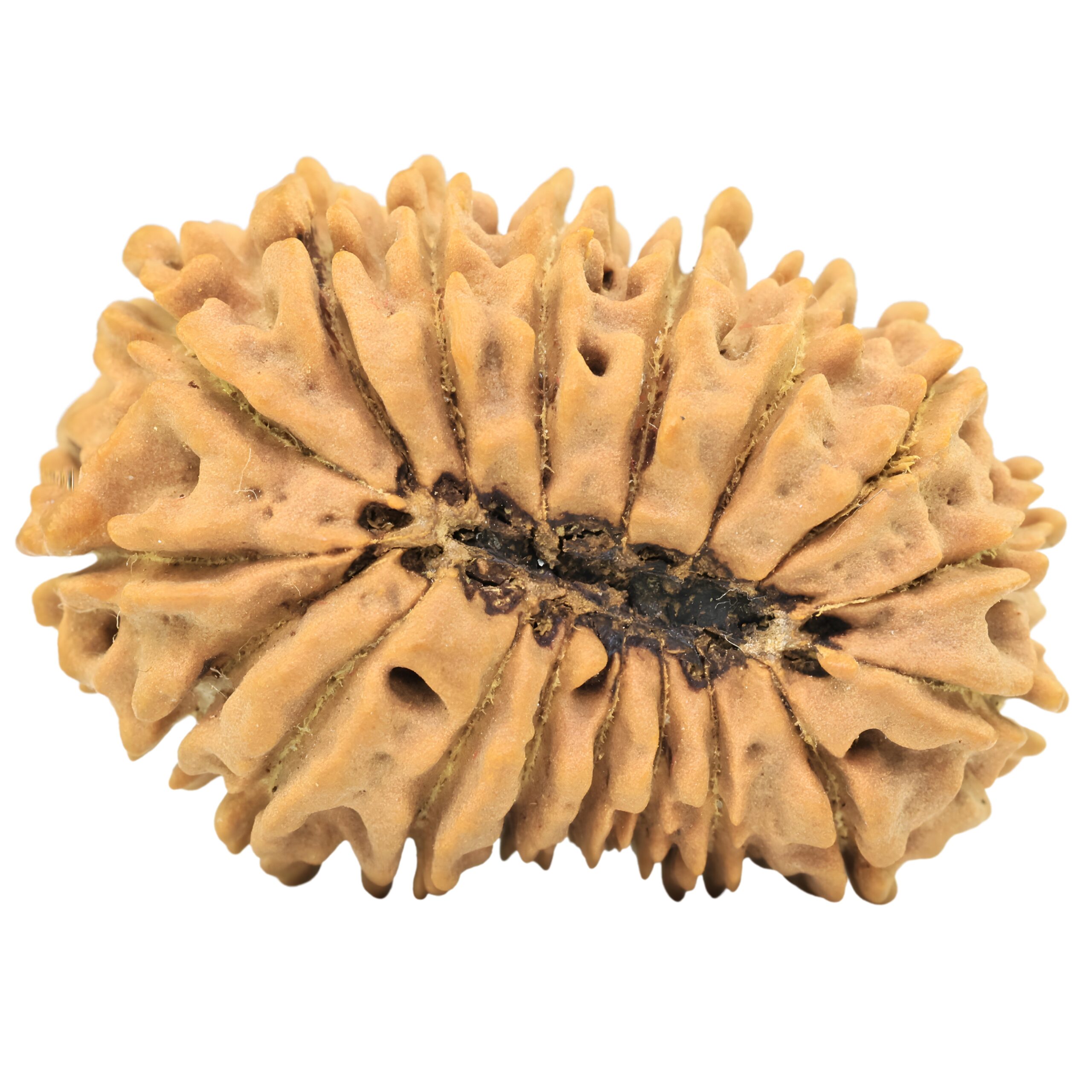 18 Mukhi Rudraksha 31.5mm 4.86gm - Rudraksha back