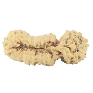 25 Mukhi Gaurishankar 26.3mm 1.63gm - Rudraksha back