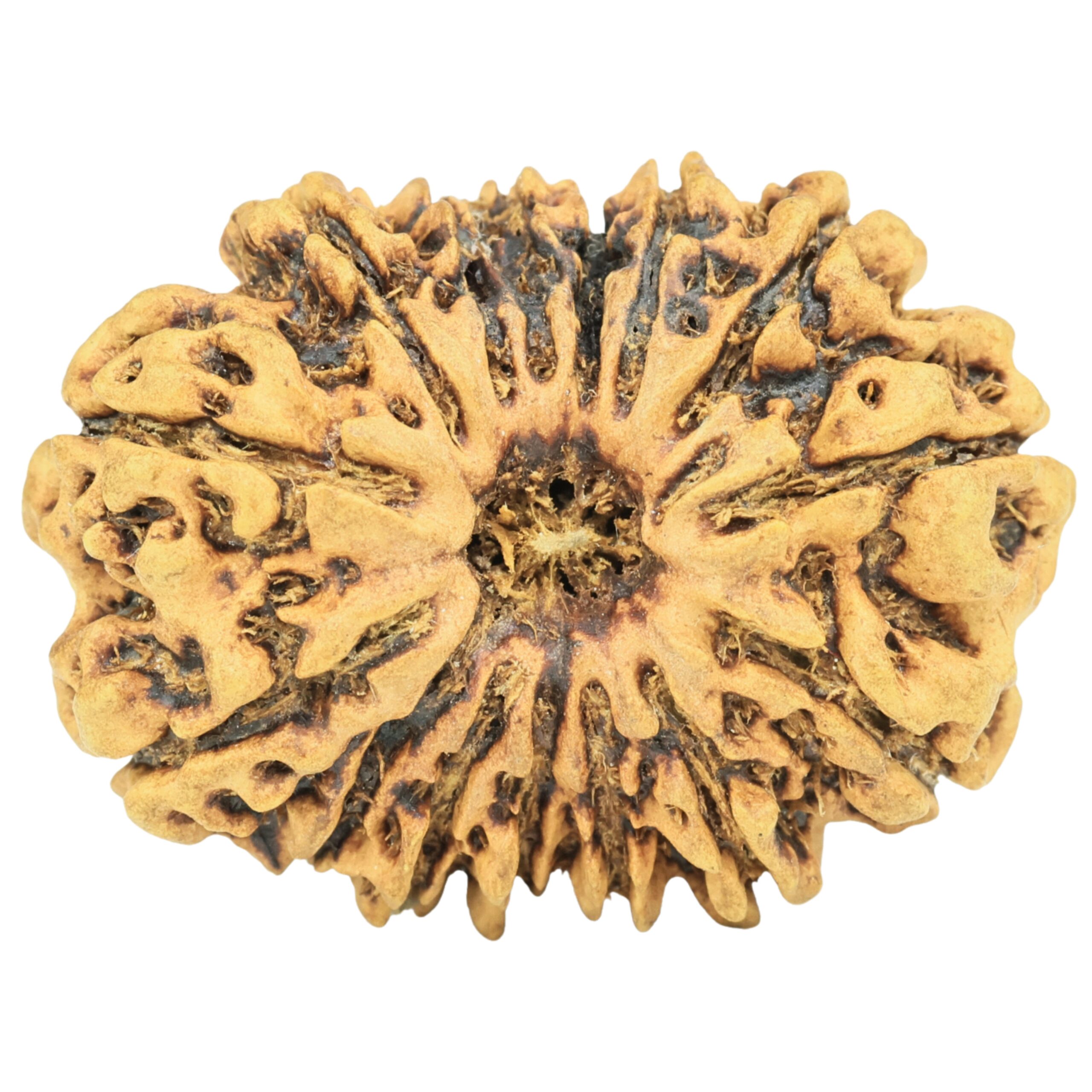15 Mukhi Rudraksha 28.4mm 3.07gm - Rudraksha