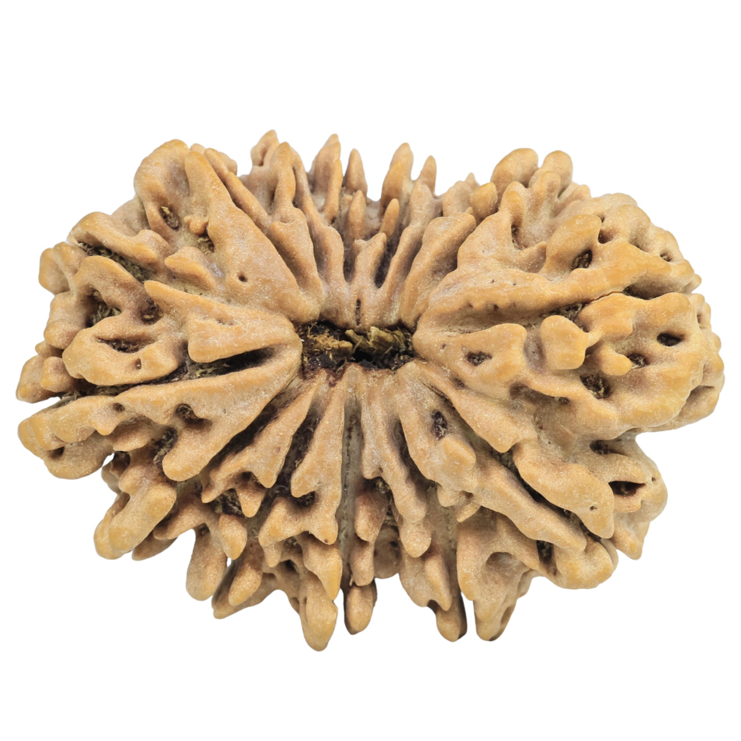 14 Mukhi Rudraksha 36.5mm 7.34gm - Rudraksha