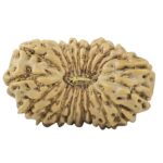 21 Mukhi Rudraksha 19.6mm 1.25gm - Rudraksha