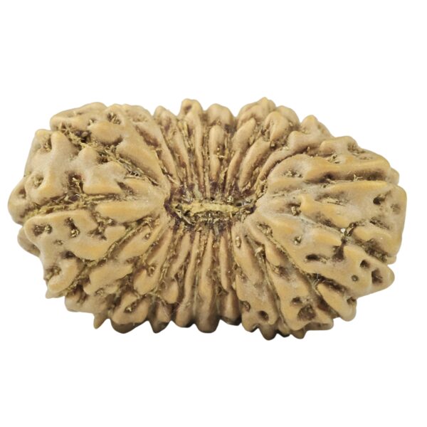 21 Mukhi Rudraksha 19.6mm 1.25gm - Rudraksha
