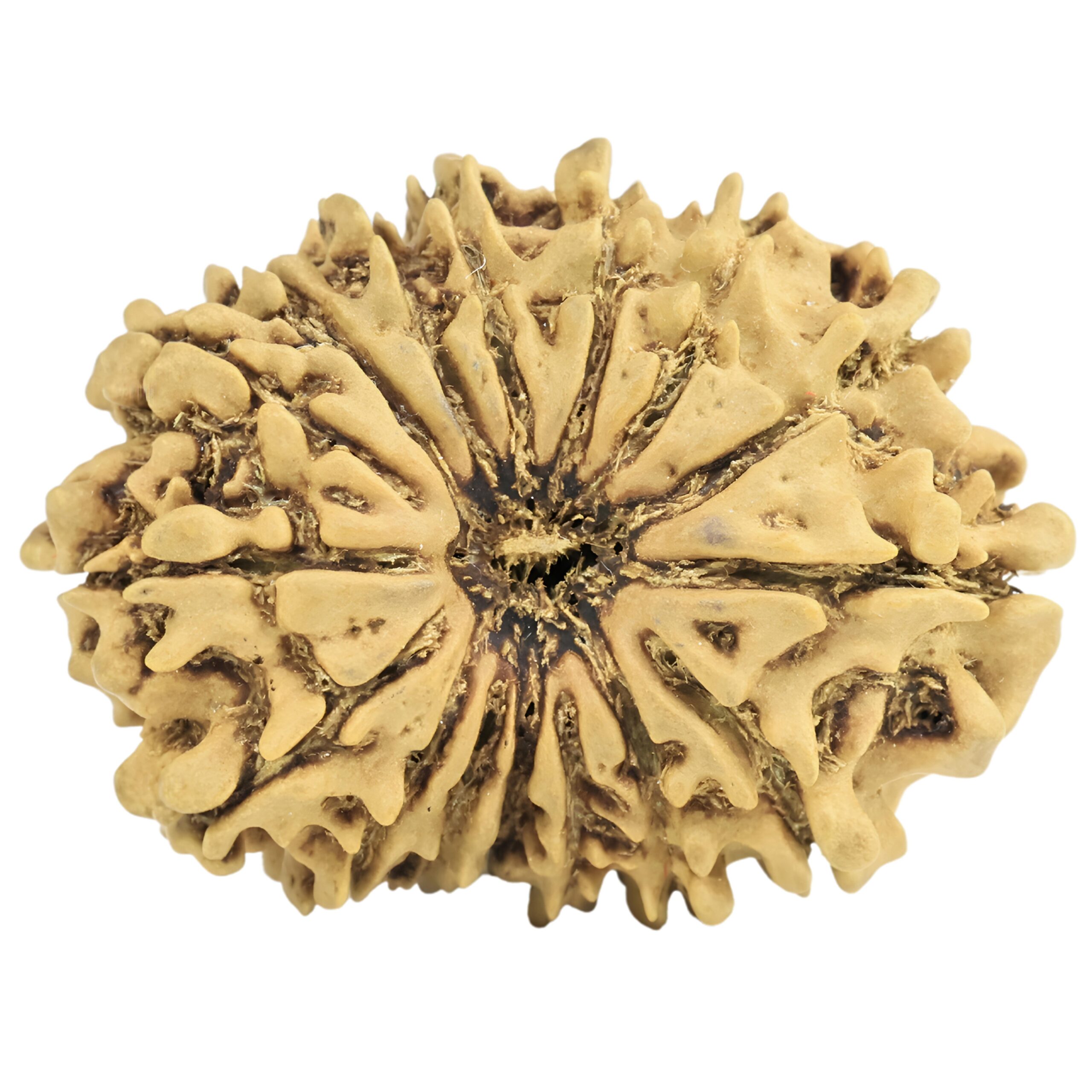 16 Mukhi Rudraksha 25.4mm 2gm - Rudraksha