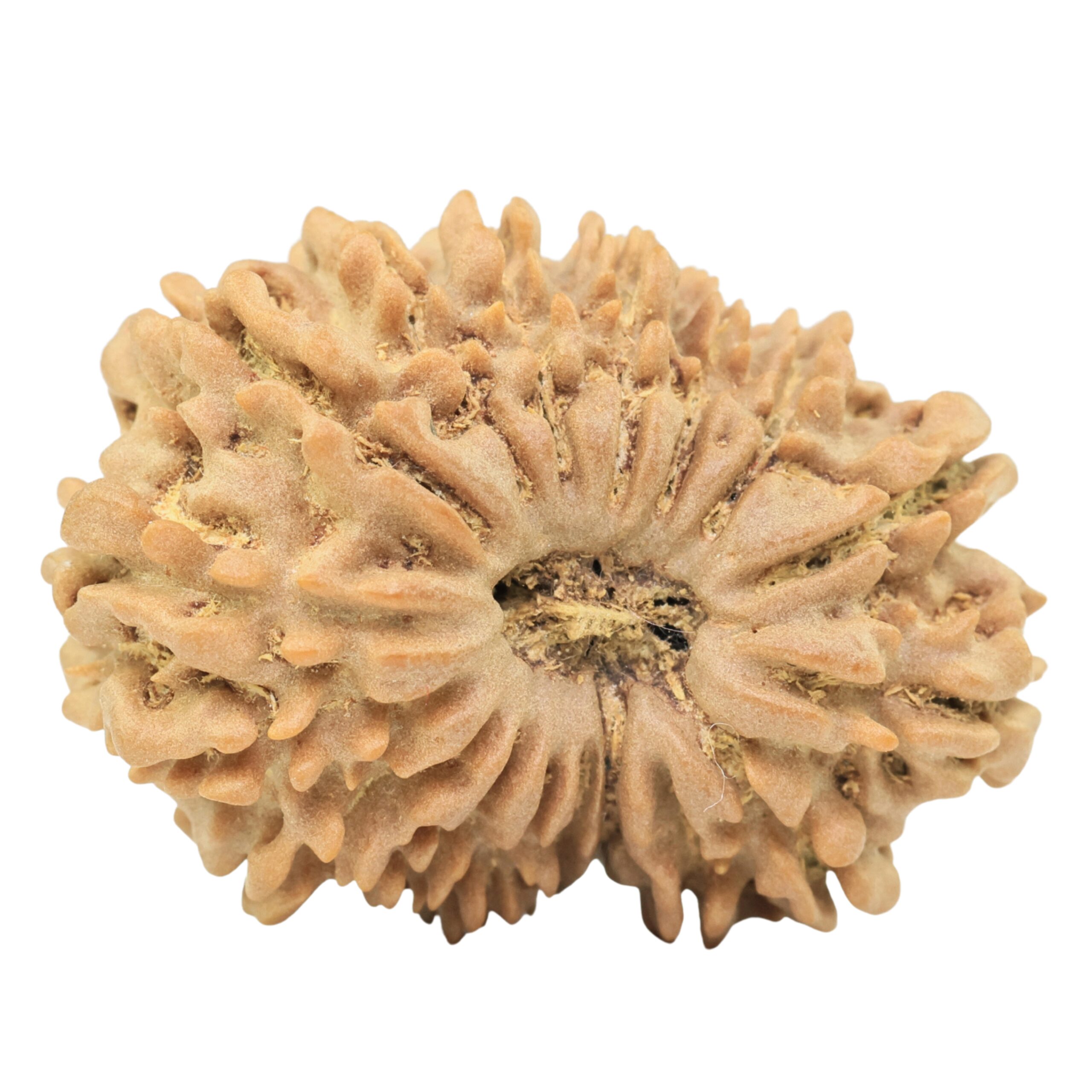 17 Mukhi Rudraksha 30.6mm 5.55gm - Origin: Nepal - Rudraksha