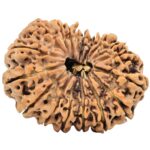 18 Mukhi Rudraksha 31.9mm 5.28gm - Rudraksha