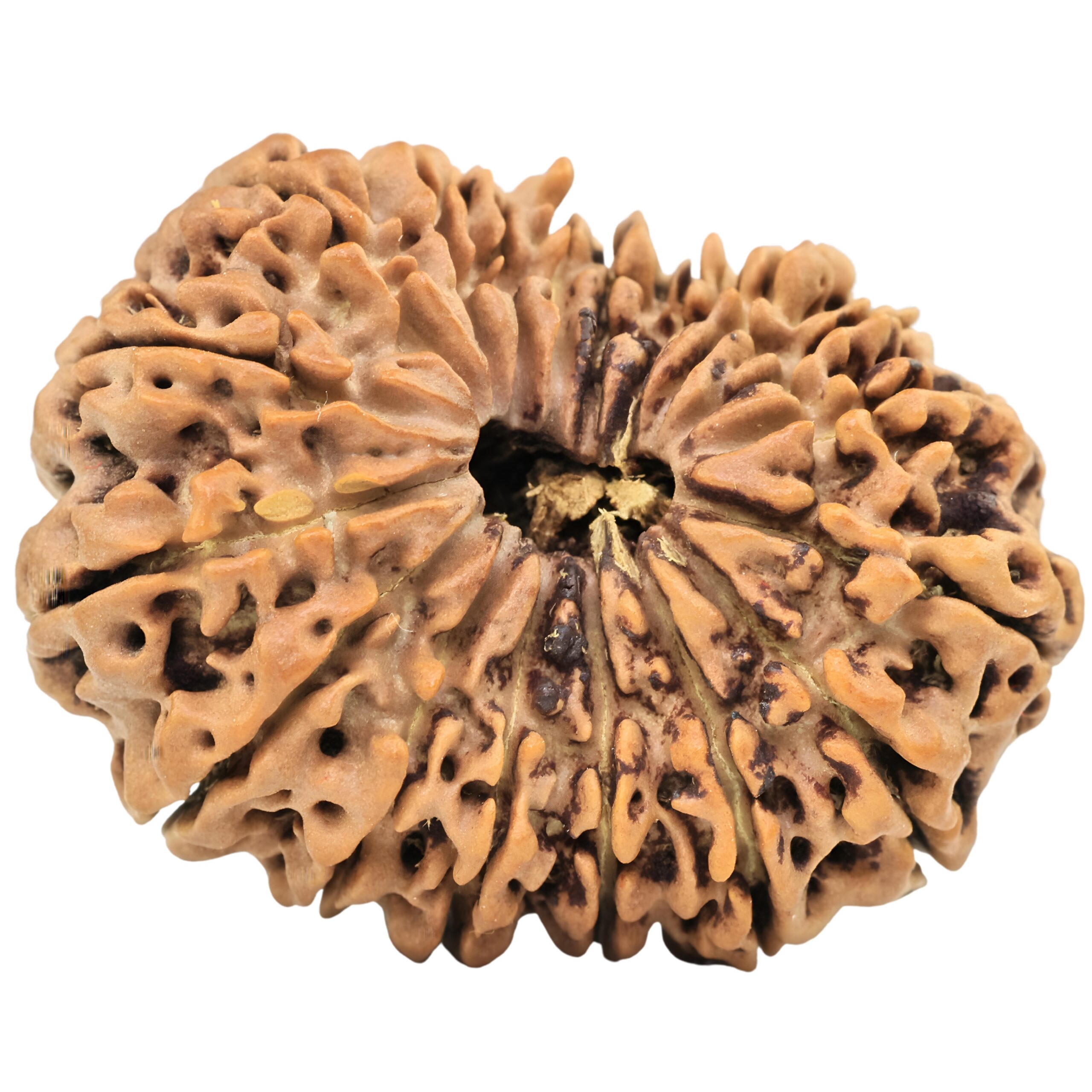 18 Mukhi Rudraksha 31.9mm 5.28gm - Rudraksha