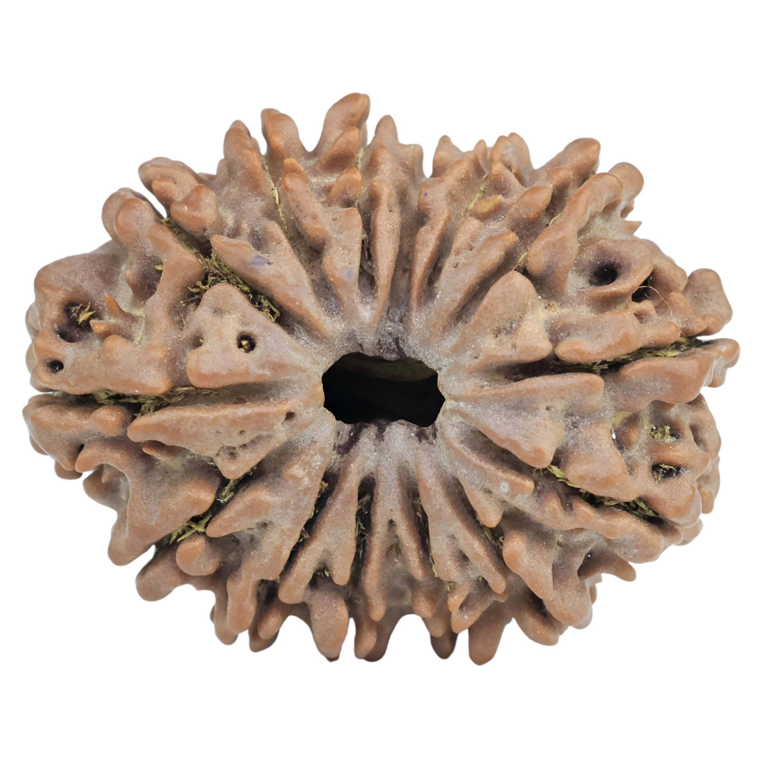 14 Mukhi Rudraksha 27.4mm 4.47gm - Rudraksha