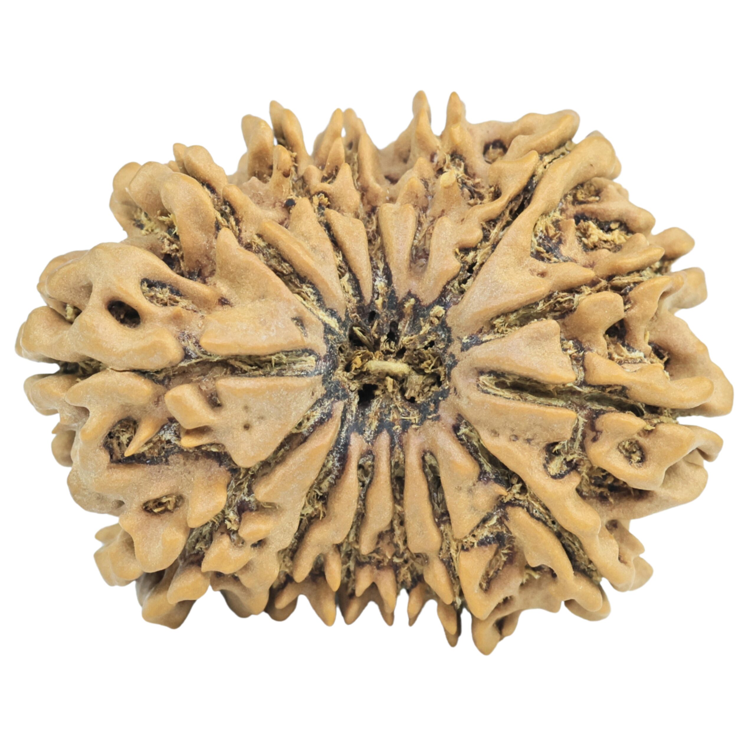 14 Mukhi Rudraksha 30.2mm 5gm - Origin: Nepal - Rudraksha