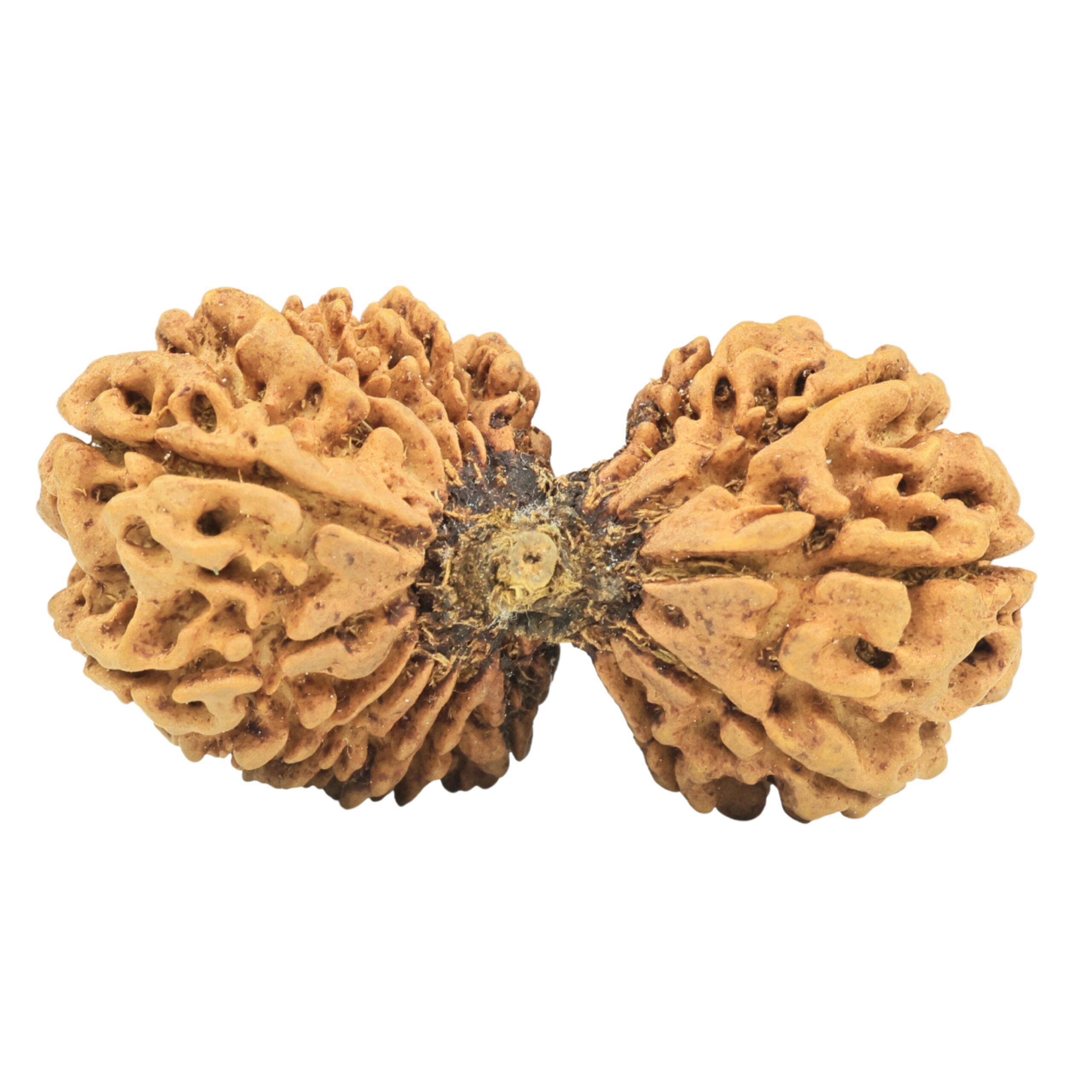 17 Mukhi Gaurishankar 41.7mm 7.66gm - Origin: Nepal - Rudraksha