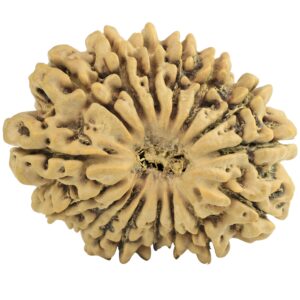 16 Mukhi Rudraksha 31.2mm 4.79gm - Rudraksha