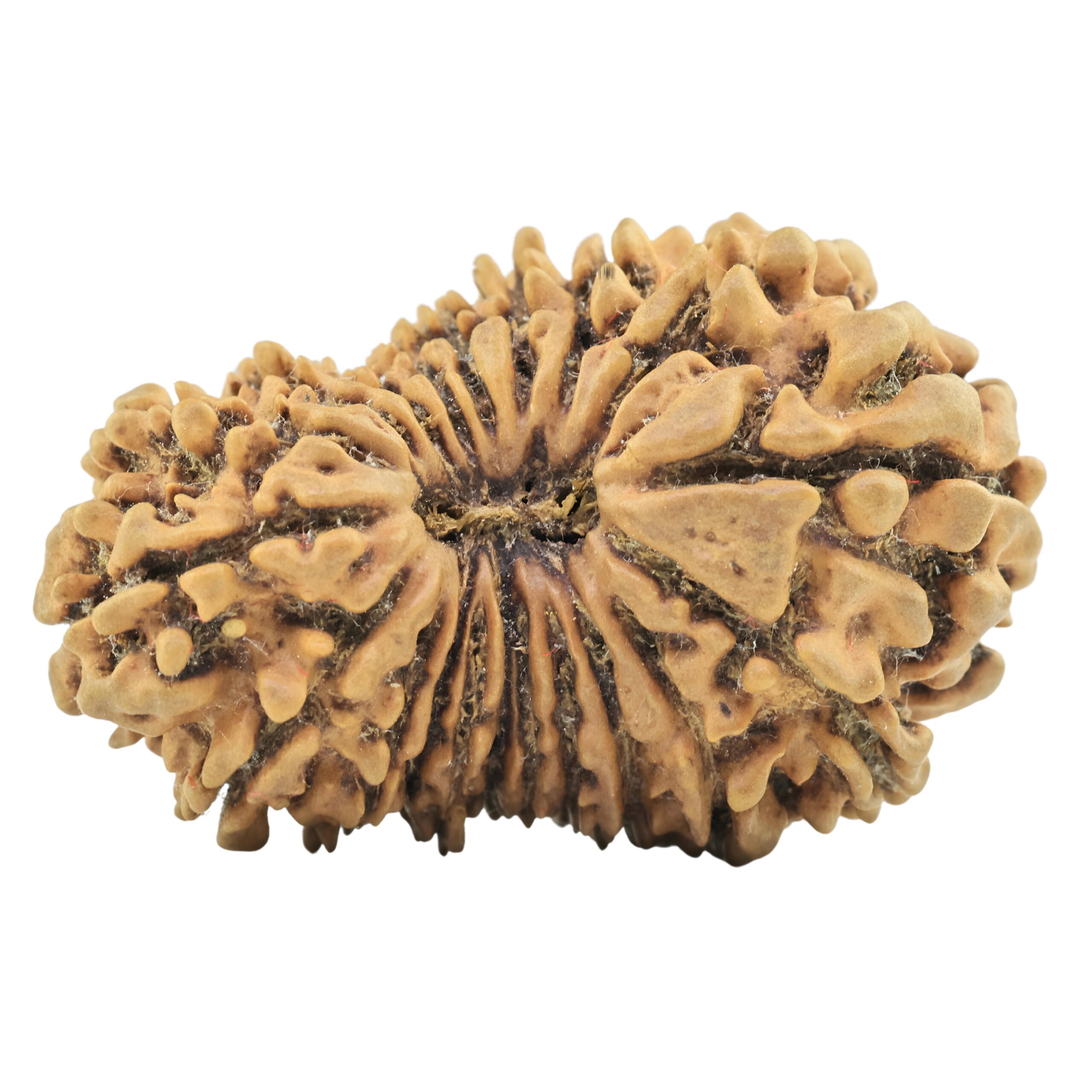 20 Mukhi Rudraksha 30mm 3.58gm - Rudraksha