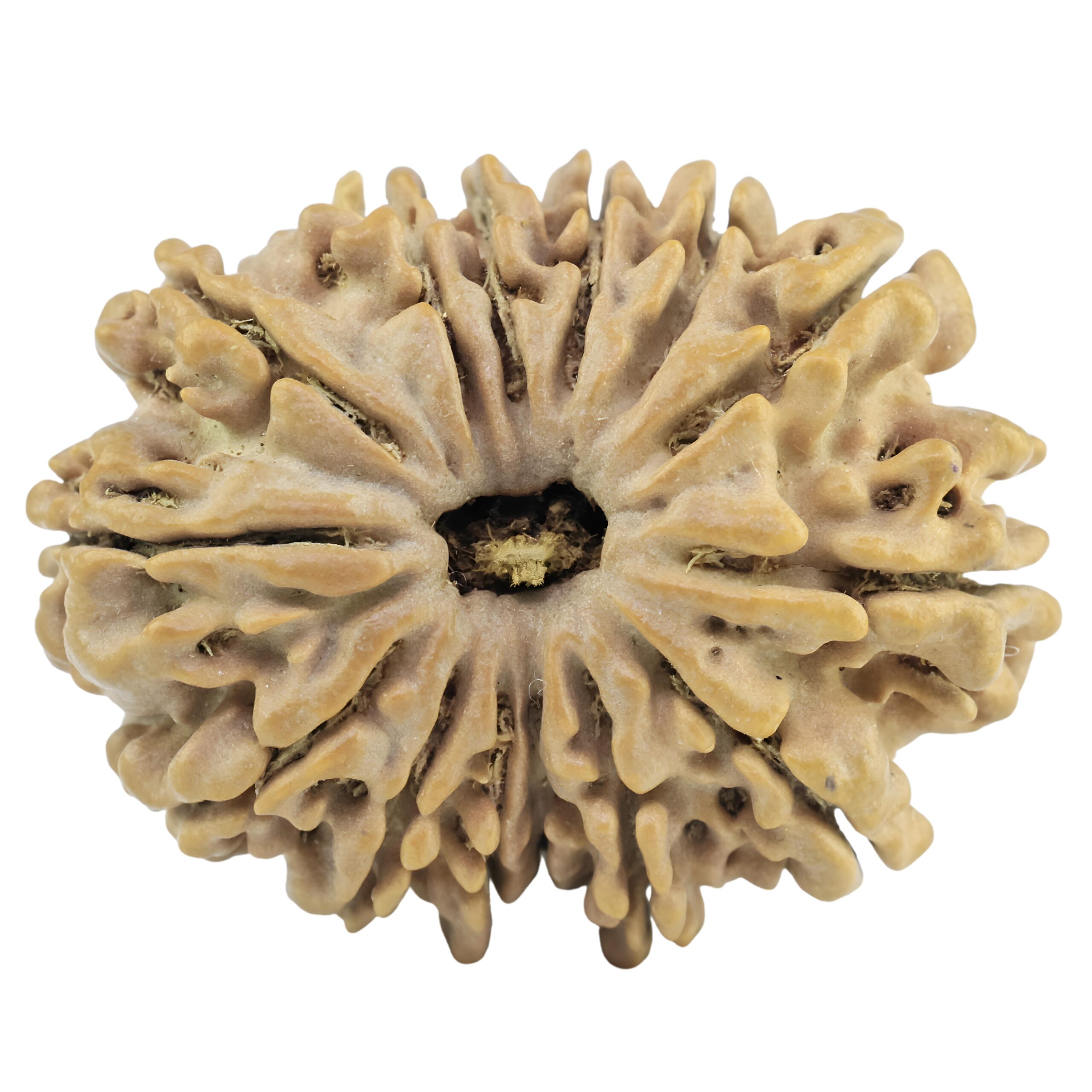 14 Mukhi Rudraksha 28.2mm 4.54gm - Rudraksha