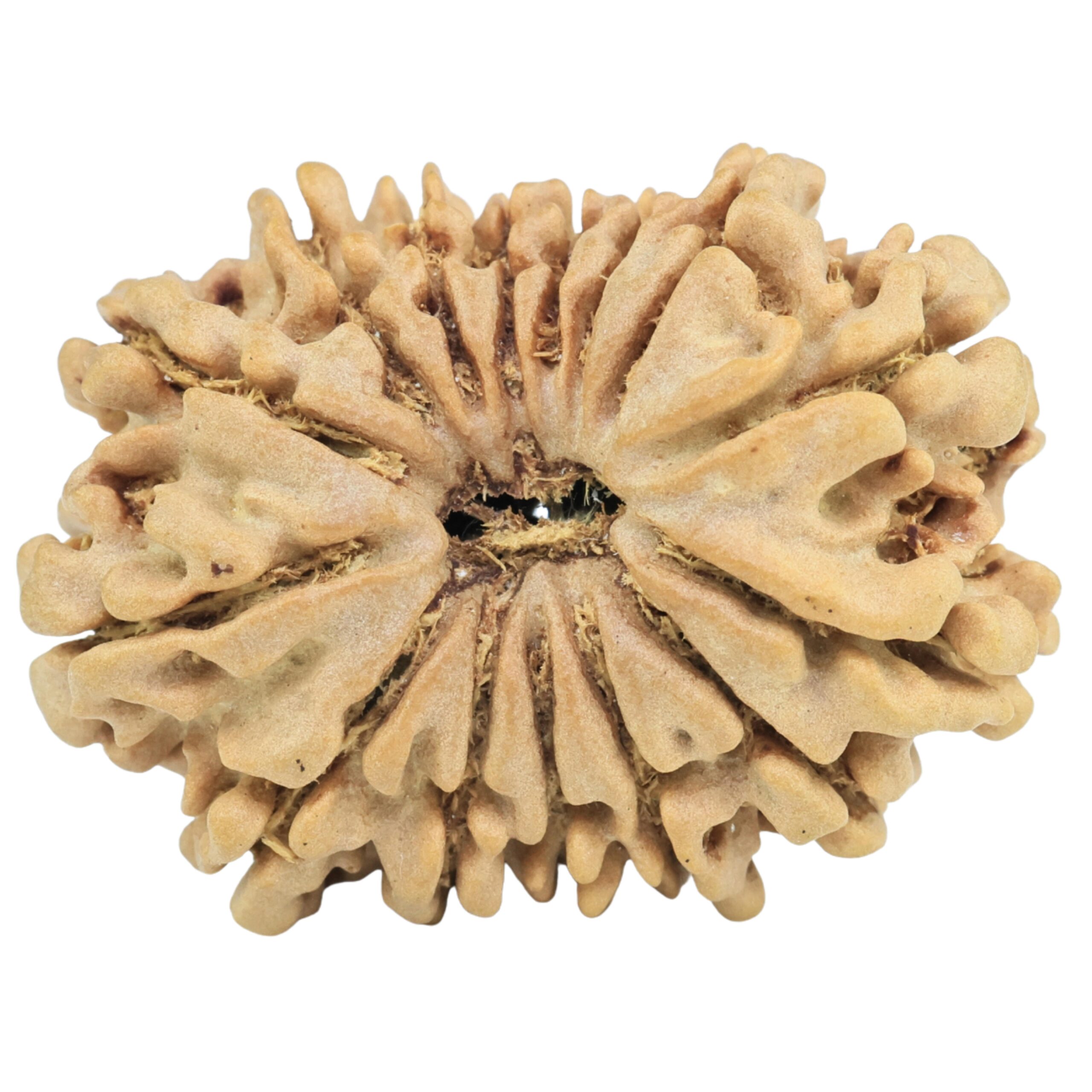 15 Mukhi Rudraksha 27.1mm 3.94gm - Rudraksha