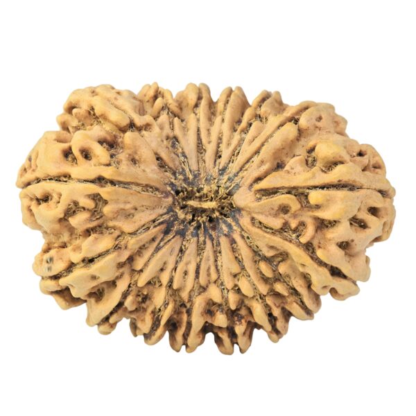 16 Mukhi Rudraksha 37.6mm 7.52gm - Rudraksha