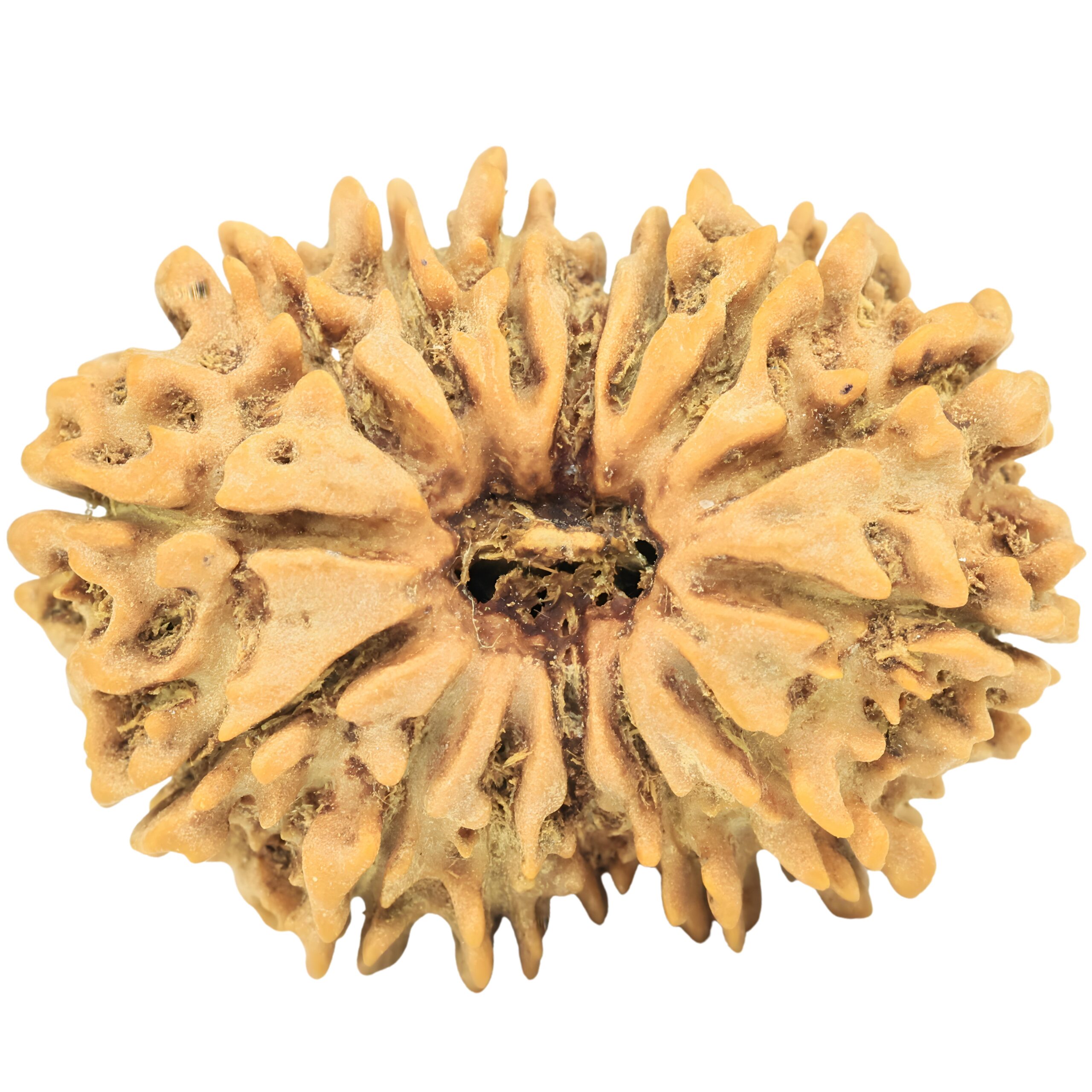 15 Mukhi Rudraksha 27.1mm 3.84gm - Rudraksha