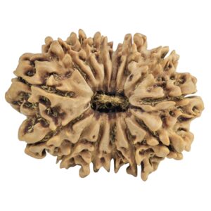 14 Mukhi Rudraksha 29.8mm 4.63gm - Rudraksha