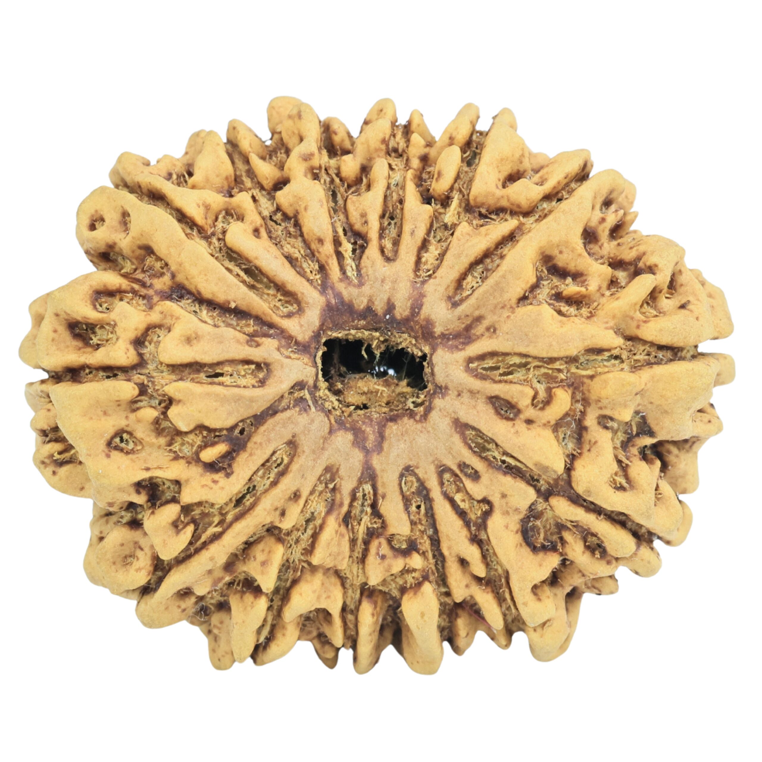 14 Mukhi Rudraksha 33.7mm 6.35gm - Rudraksha