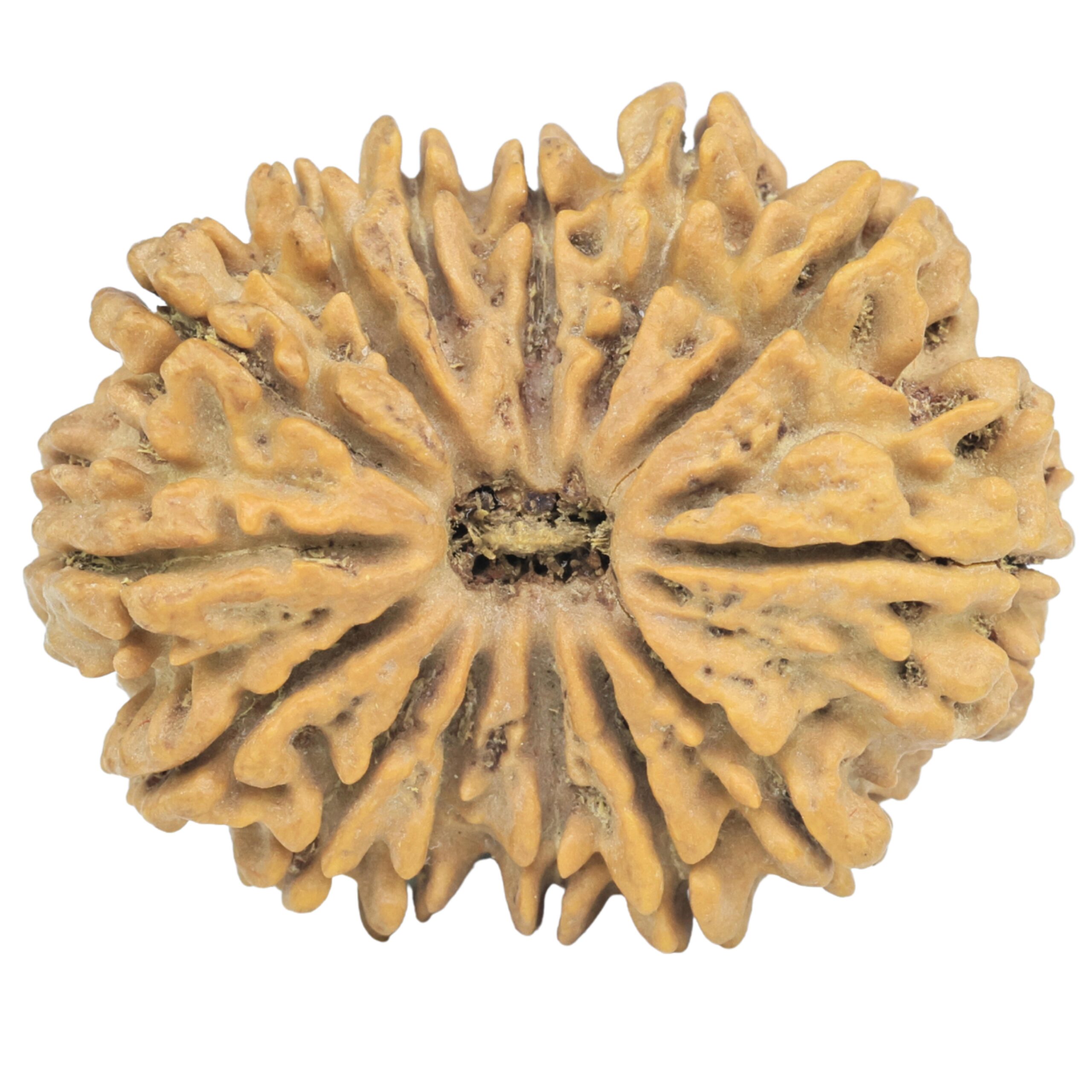 14 Mukhi Rudraksha 32.9mm 6.49gm - Rudraksha
