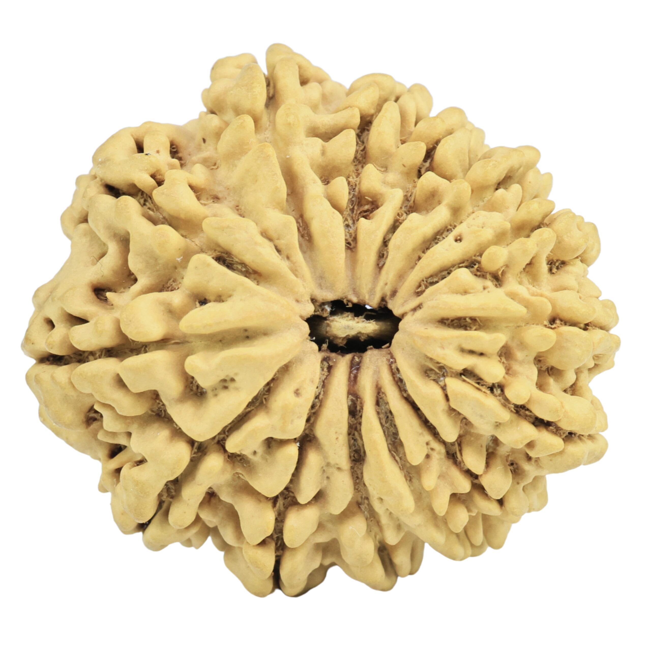 14 Mukhi Rudraksha 30.4mm 5.14gm - Rudraksha