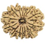 14 Mukhi Rudraksha 29.8mm 5gm - Rudraksha