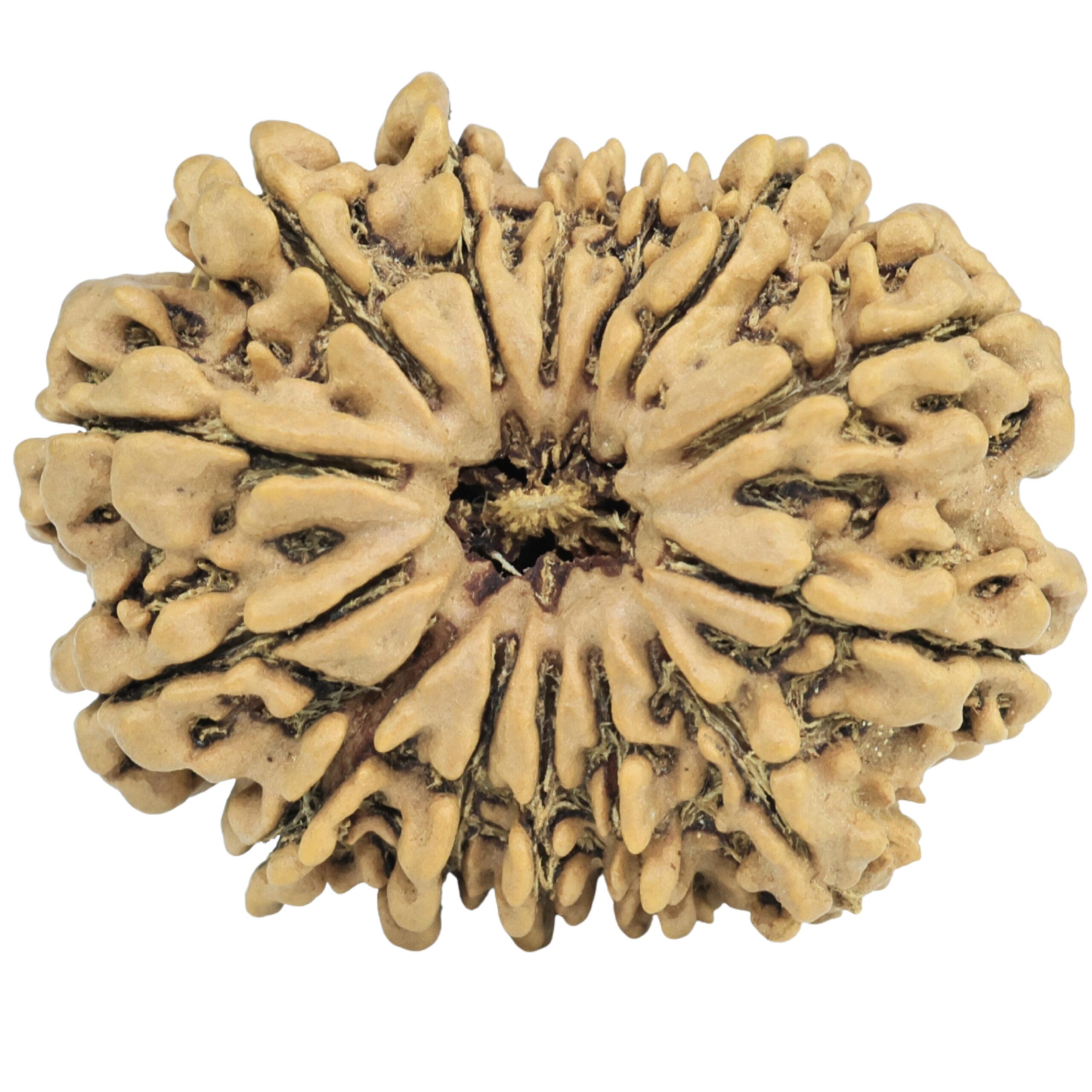 14 Mukhi Rudraksha 29.8mm 5gm - Rudraksha