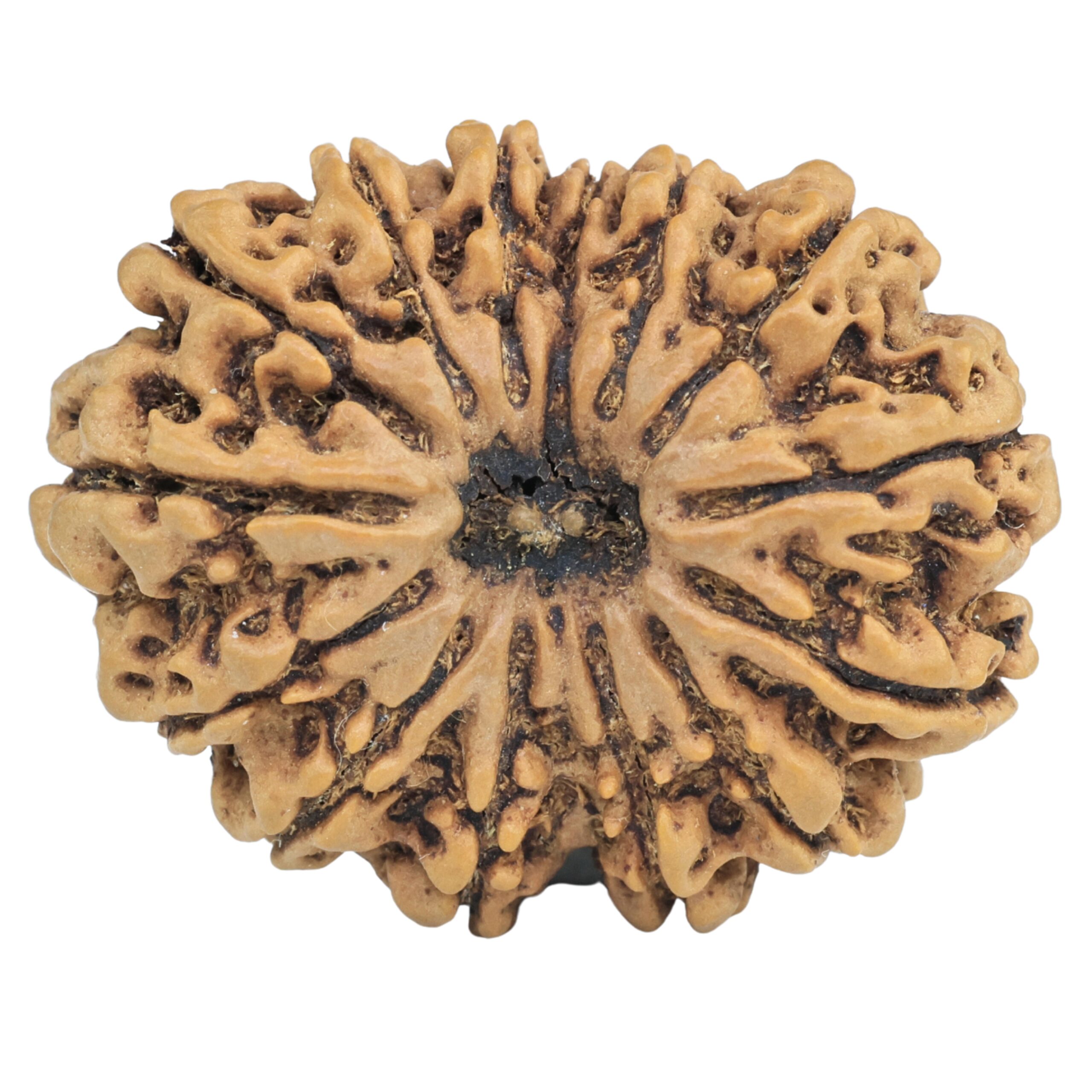 14 Mukhi Rudraksha 33.7mm 7.11gm - Rudraksha