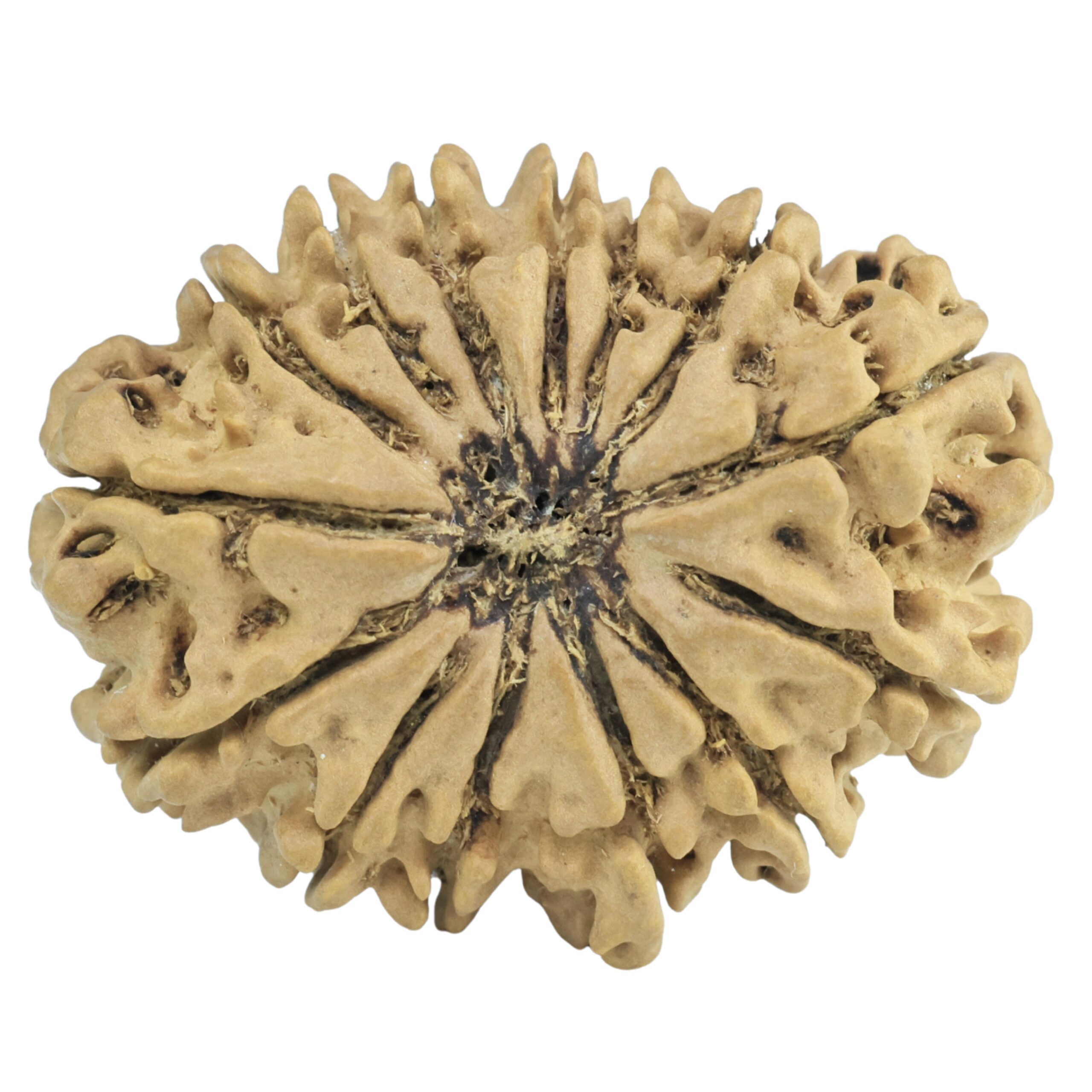 14 Mukhi Rudraksha 29.4mm 3.72gm - Rudraksha