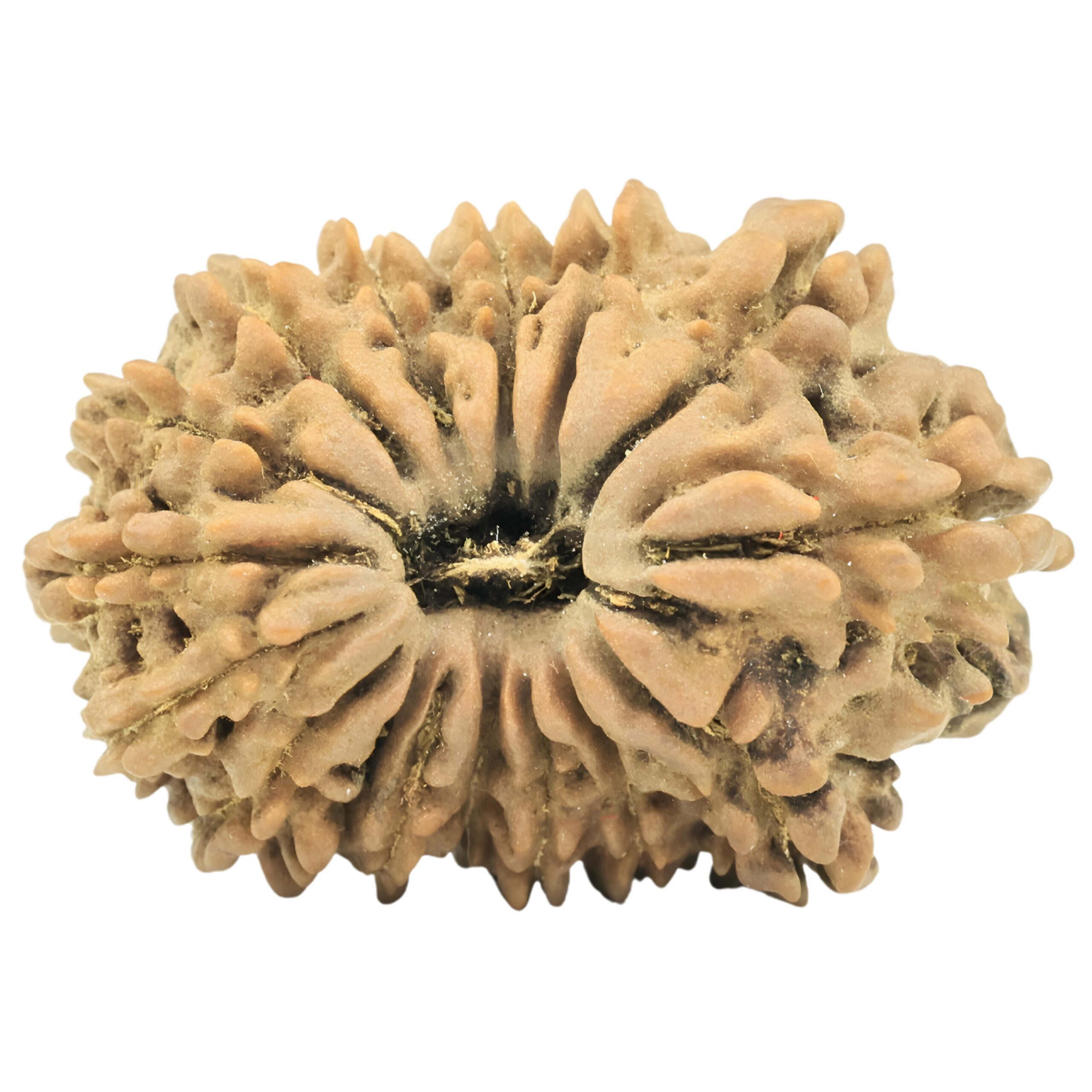 16 Mukhi Rudraksha 27.8mm 3.66gm - Rudraksha