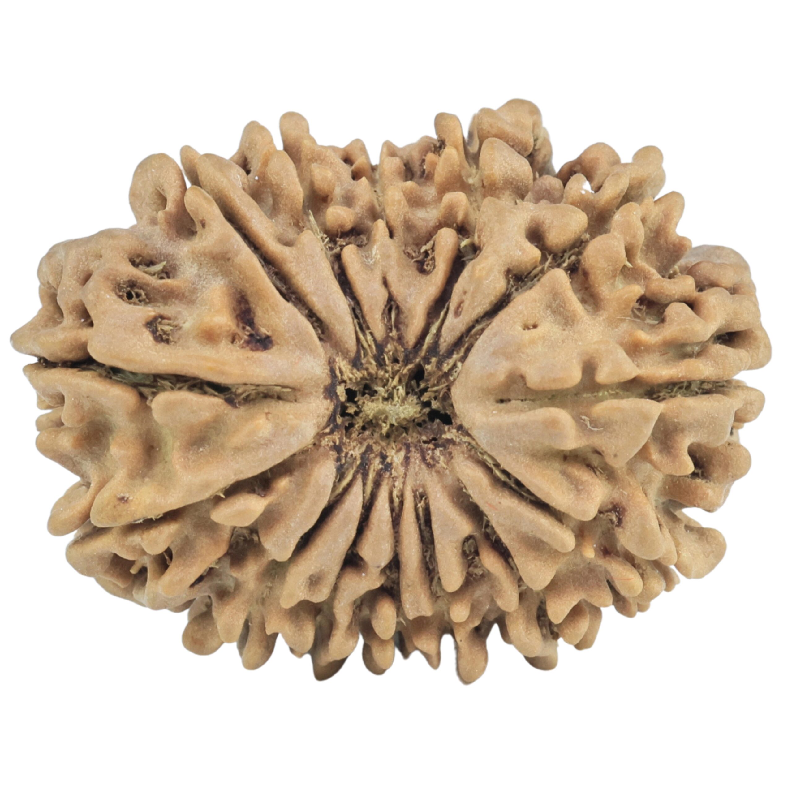 14 Mukhi Rudraksha 26.1mm 3.53gm - Rudraksha