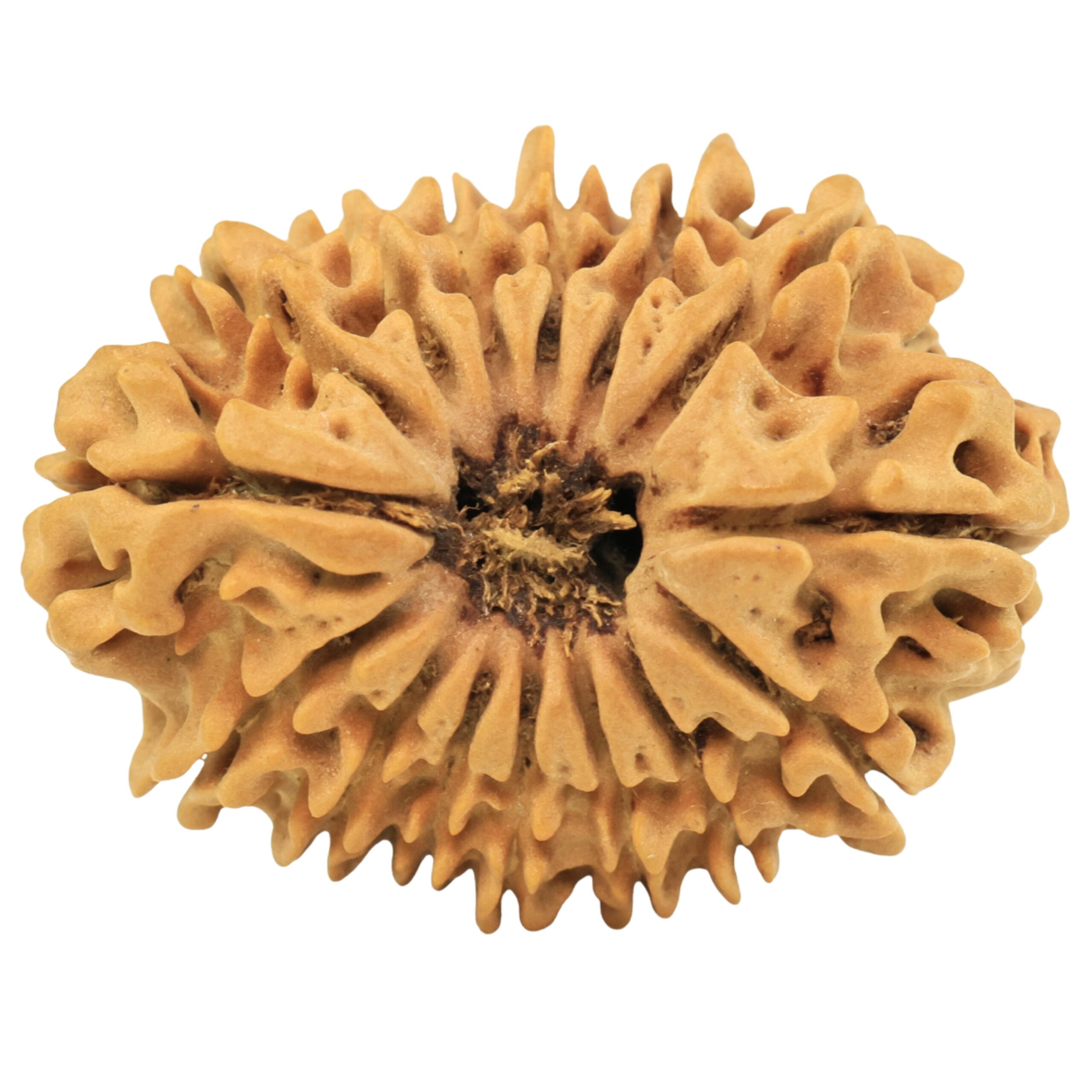 15 Mukhi Rudraksha 25.4mm 3gm - Rudraksha