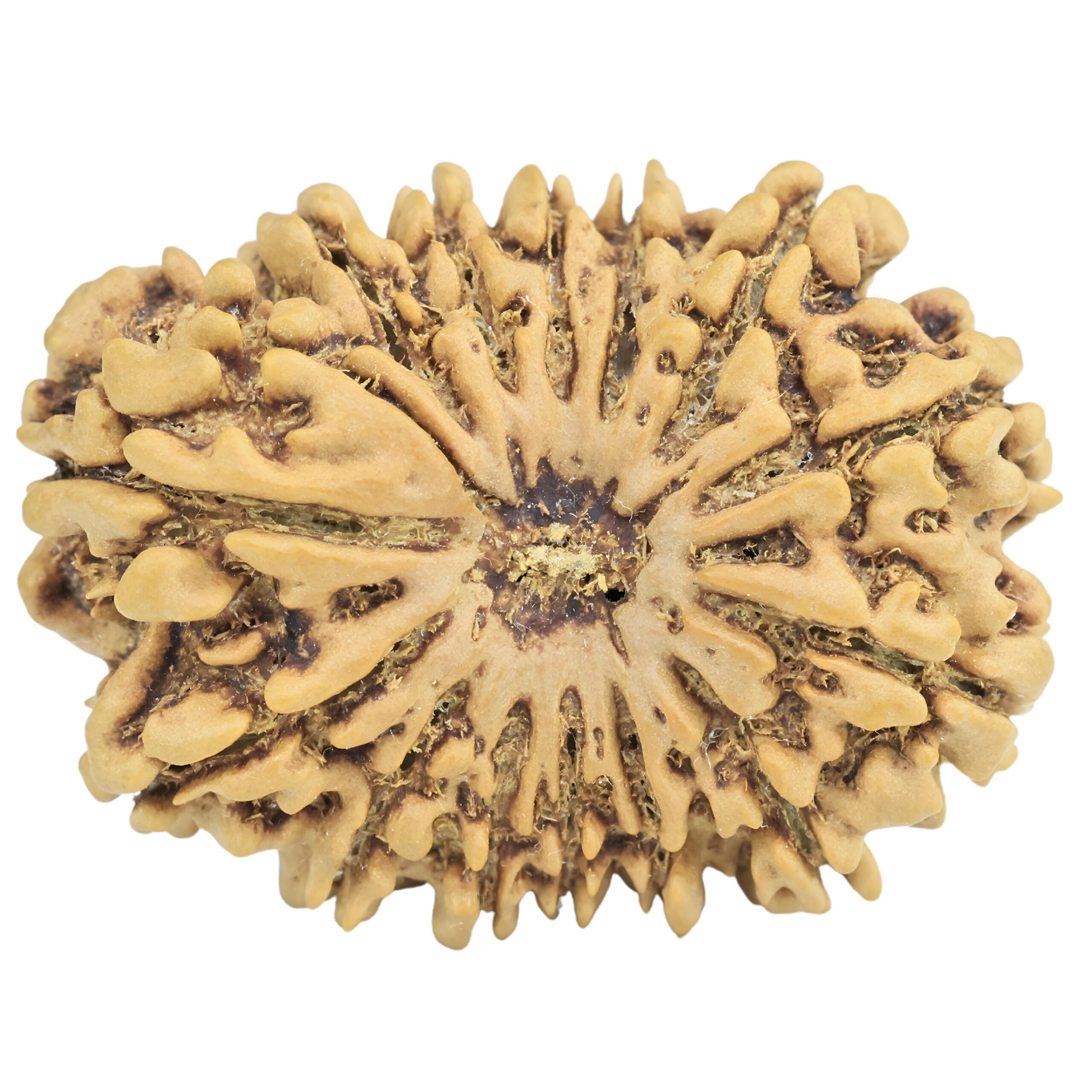 14 Mukhi Rudraksha 28.2mm 4gm - Rudraksha