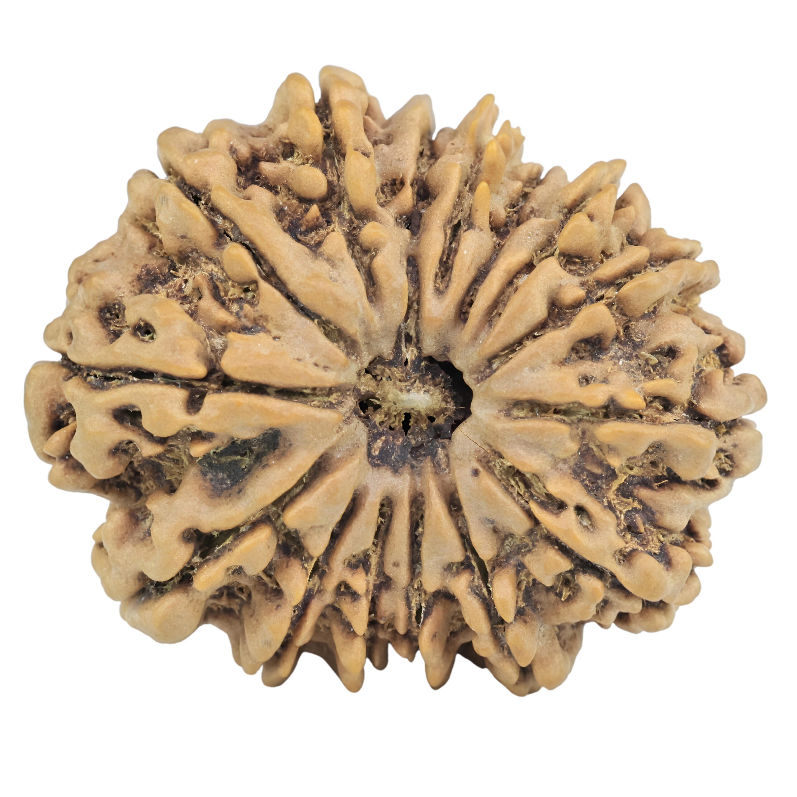15 Mukhi Rudraksha 32.2mm 7gm - Rudraksha