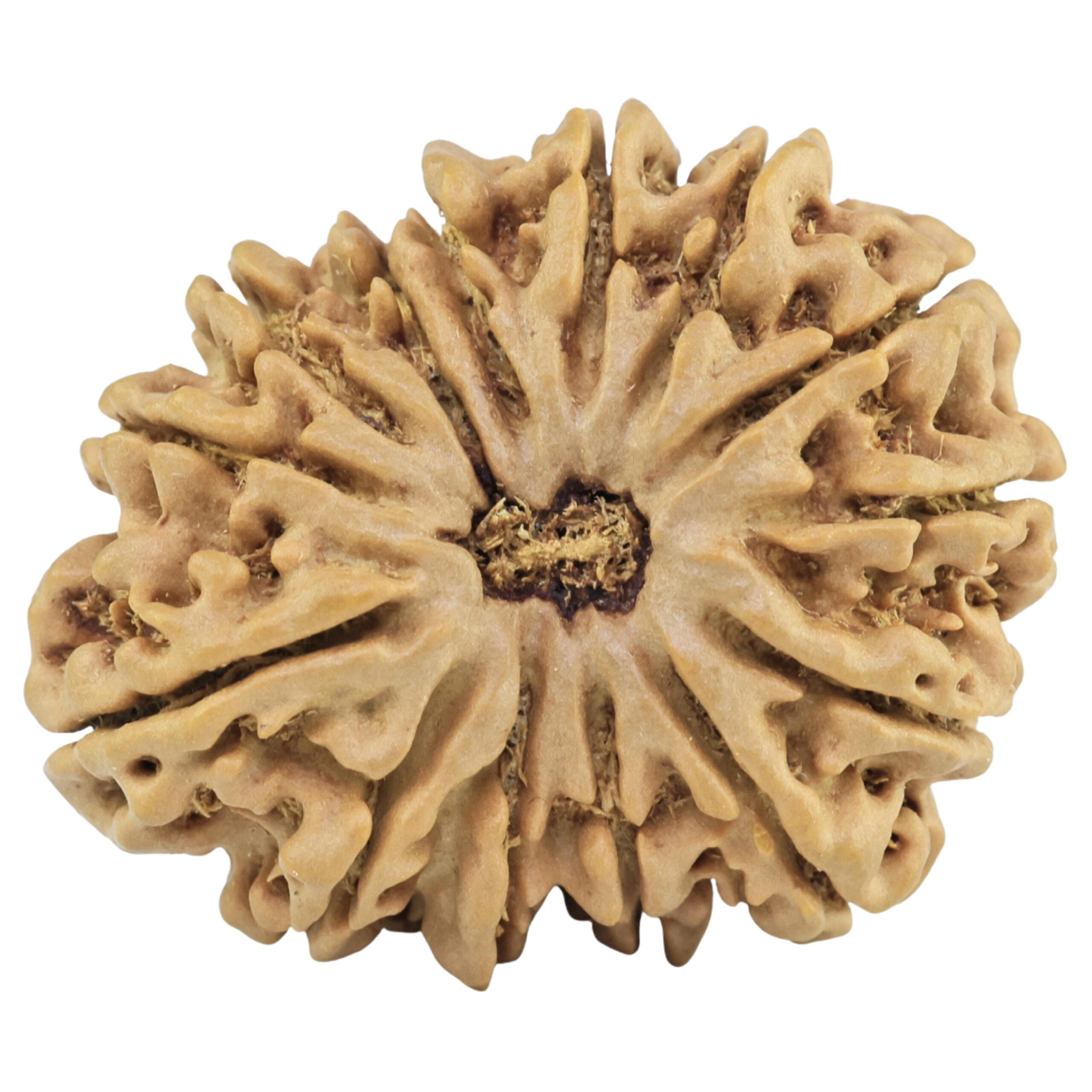 14 Mukhi Rudraksha 29.4mm 4.91gm - Rudraksha