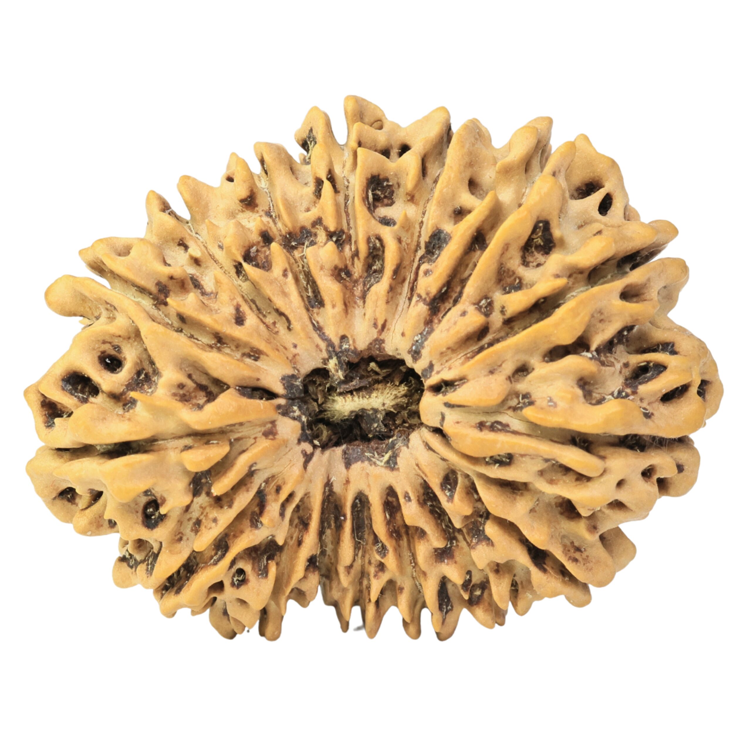 16 Mukhi Rudraksha 34.8mm 6.13gm - Rudraksha