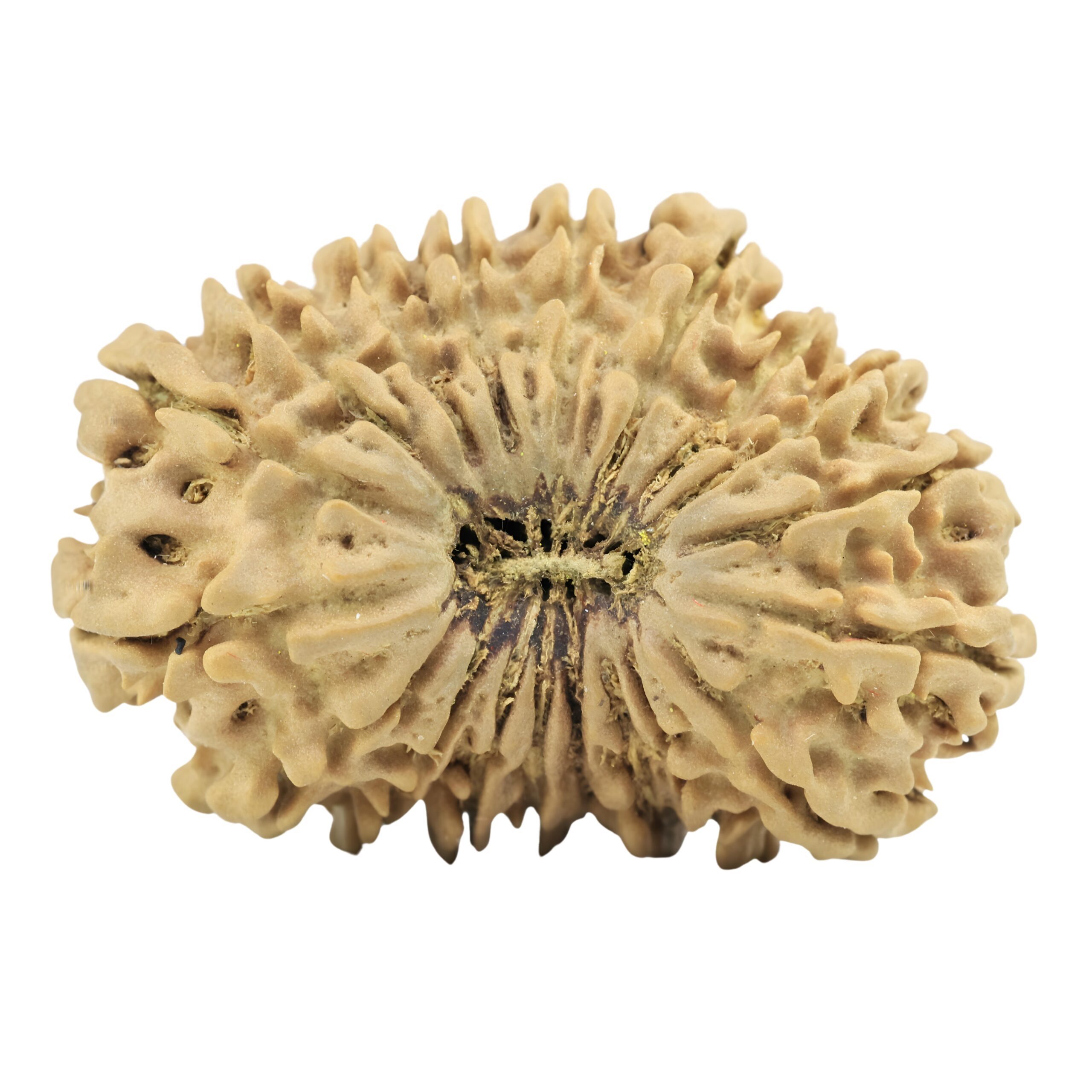 19 Mukhi Rudraksha 28.8mm 3.34gm - Rudraksha