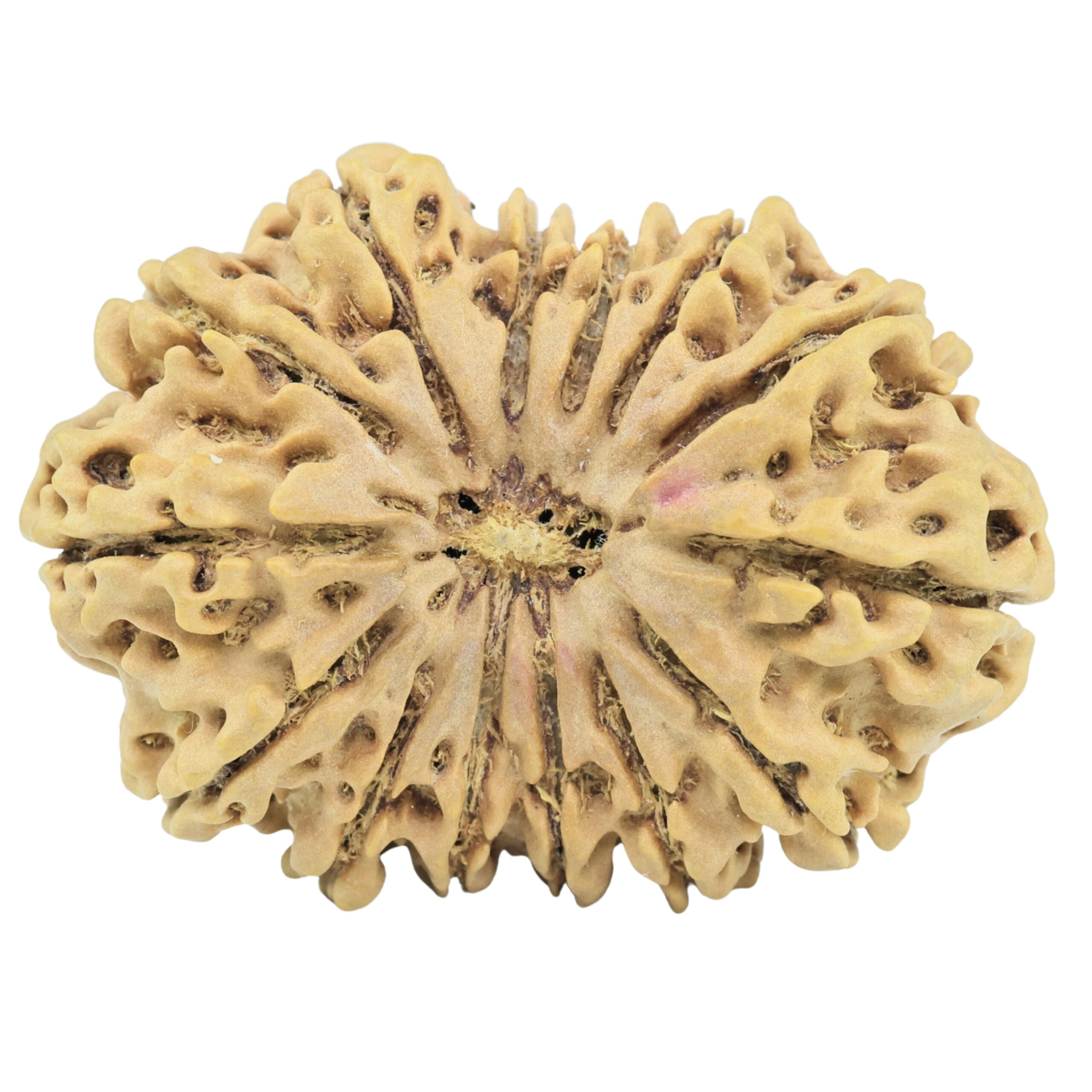 14 Mukhi Rudraksha 35.3mm 6.1gm - Rudraksha
