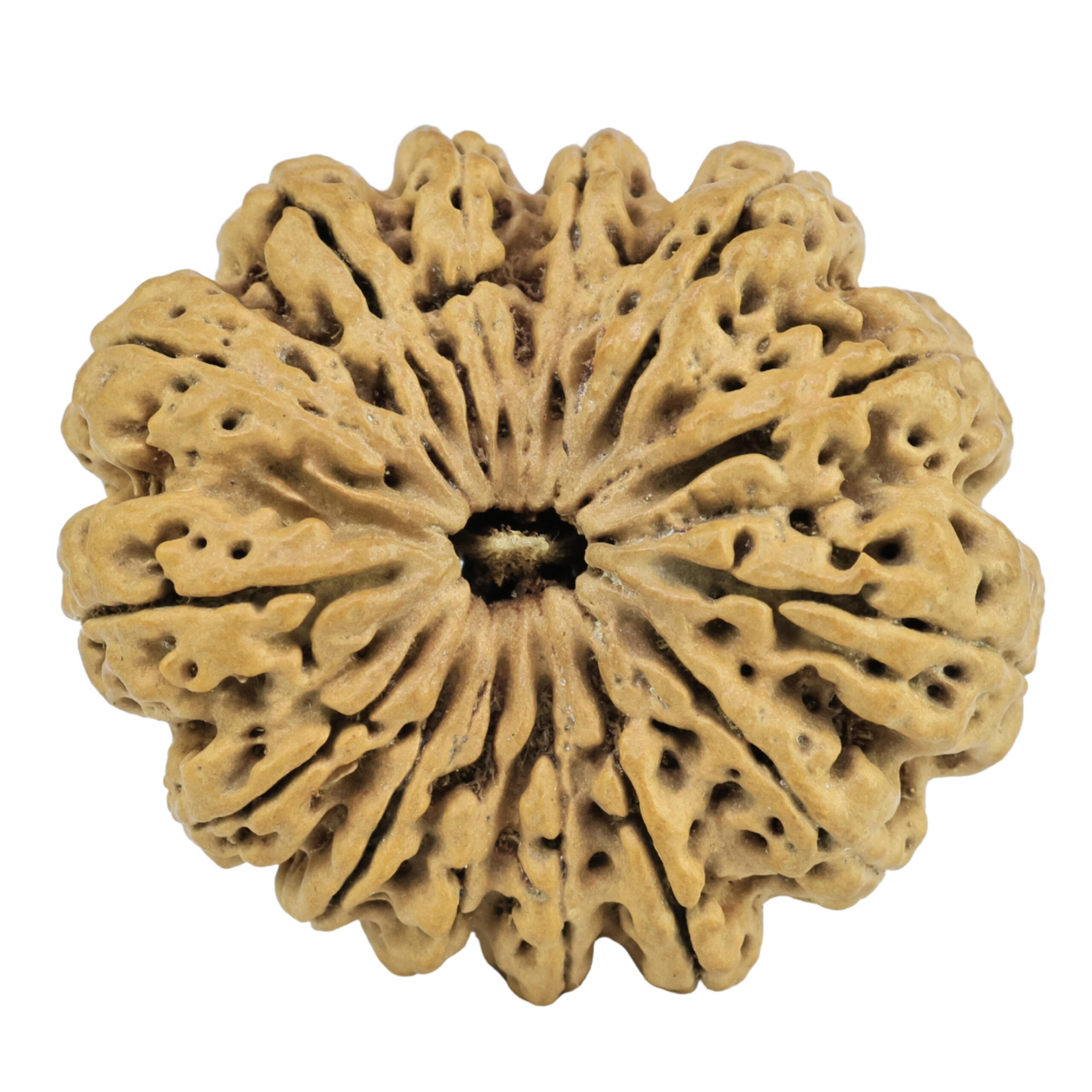 14 Mukhi Rudraksha 31.4mm 3.19gm - Rudraksha