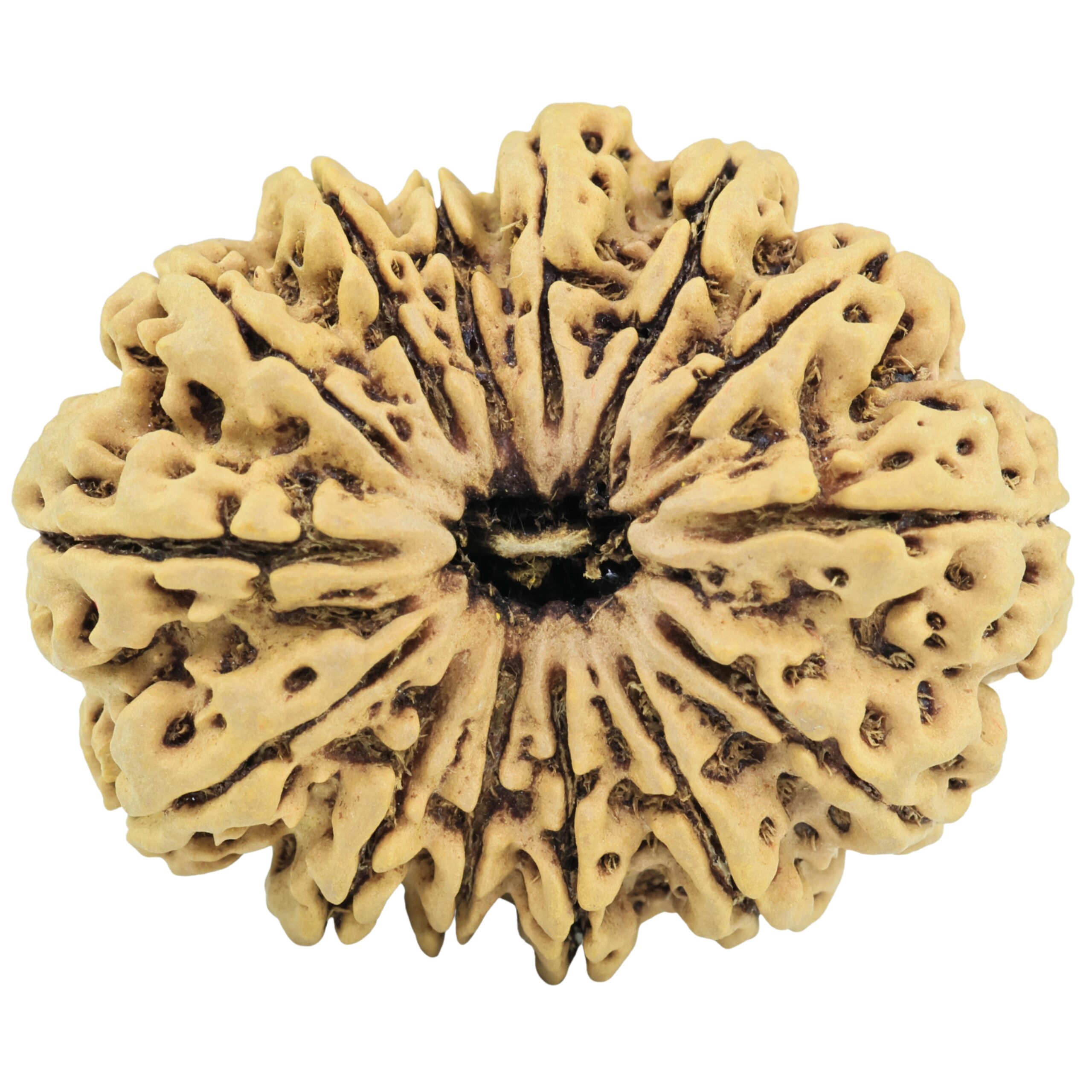 14 Mukhi Rudraksha 39mm 9.21gm - Rudraksha
