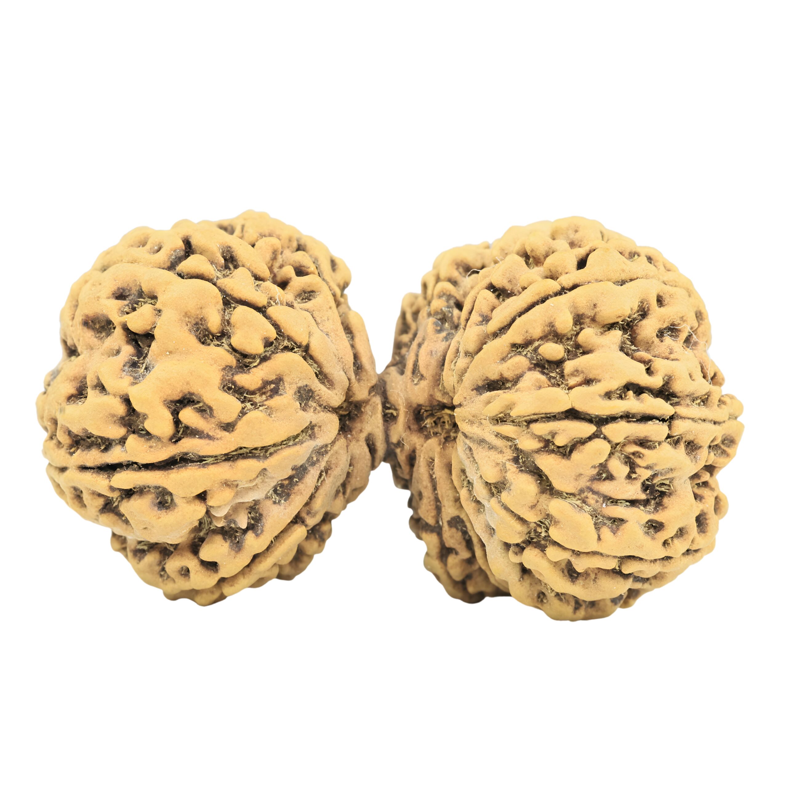 17 Mukhi Gaurishankar 40.9mm 7.16gm - Rudraksha