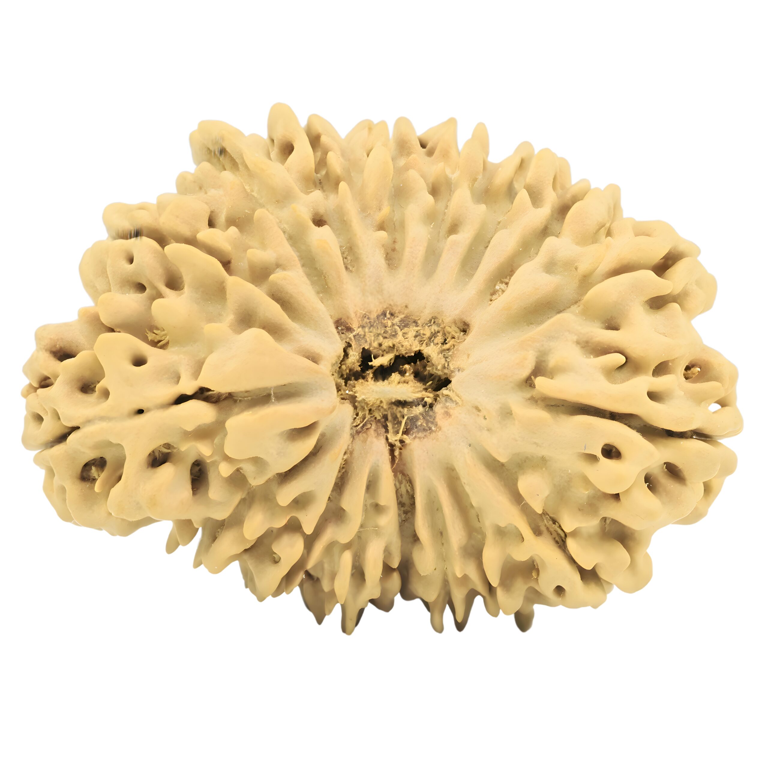 17 Mukhi Rudraksha 37.4mm 5.9gm - Rudraksha