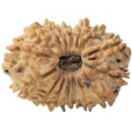 16 Mukhi Rudraksha 27.1mm 3.72gm - Rudraksha