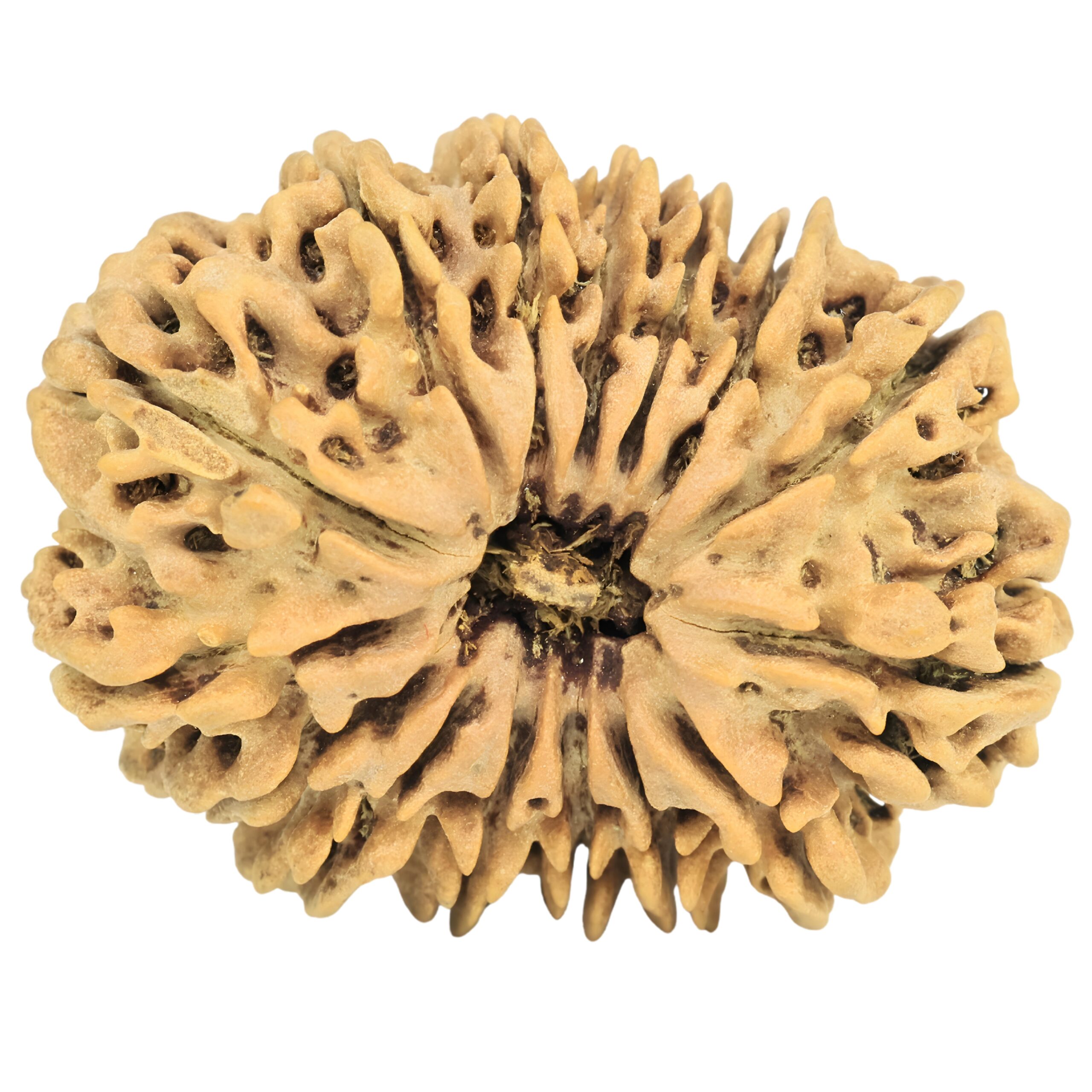 15 Mukhi Rudraksha 32.2mm 5.42gm - Rudraksha