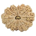 14 Mukhi Rudraksha 32.1mm 7gm - Origin: Nepal - Rudraksha
