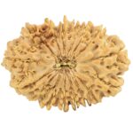 16 Mukhi Rudraksha 29.9mm 4.33gm - Rudraksha