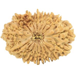 16 Mukhi Rudraksha 29.9mm 4.33gm - Rudraksha